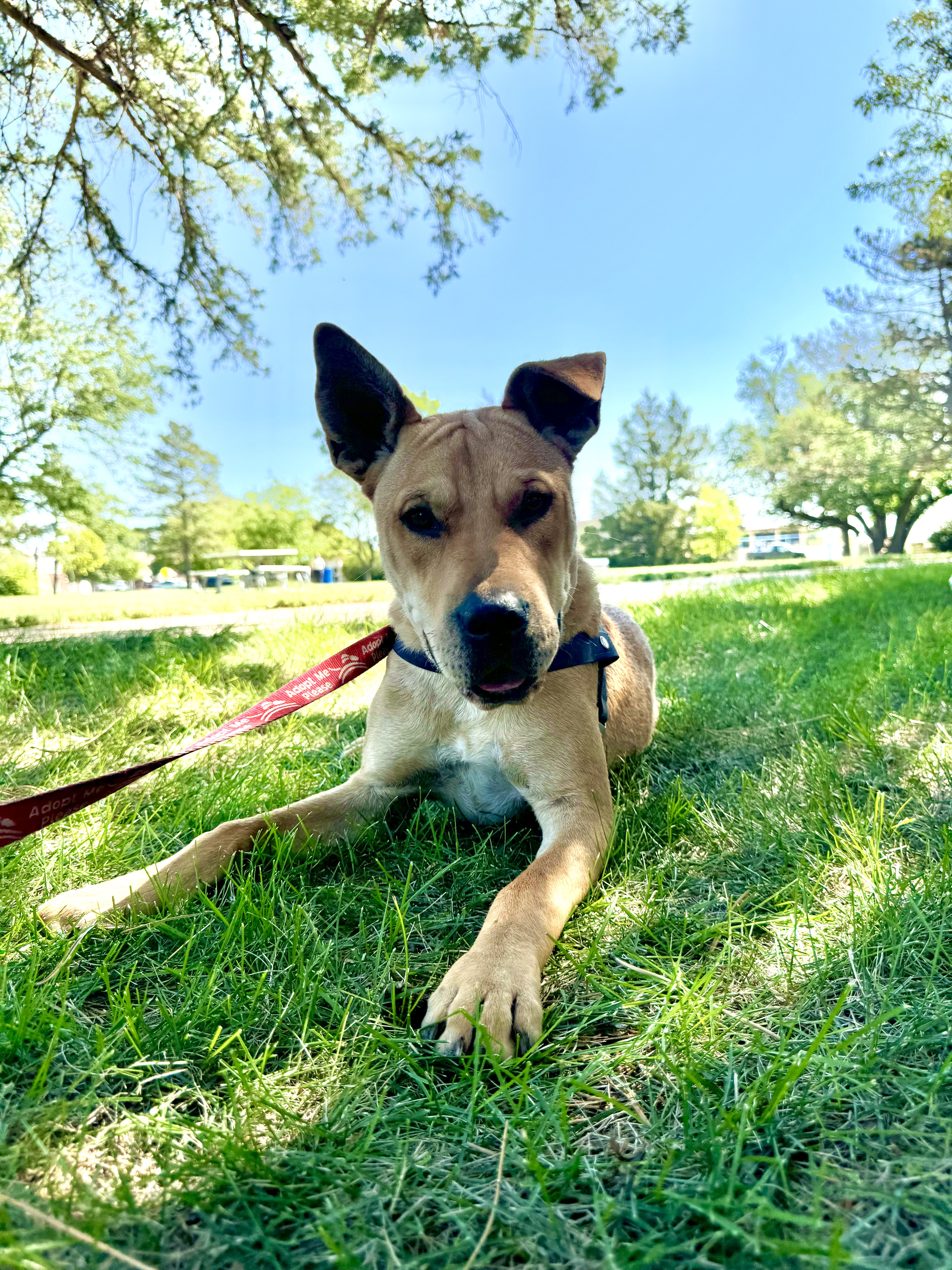 Gunner, Adopted, Adult Male Shepherd & Shar-Pei.