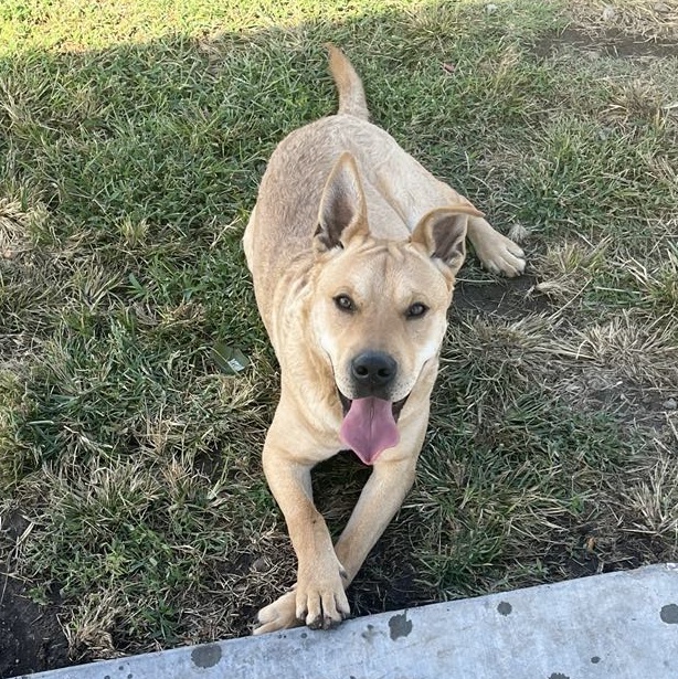 Enlarge Gunner, a Adopted mixed breed in Hoisington, KS image 3/6