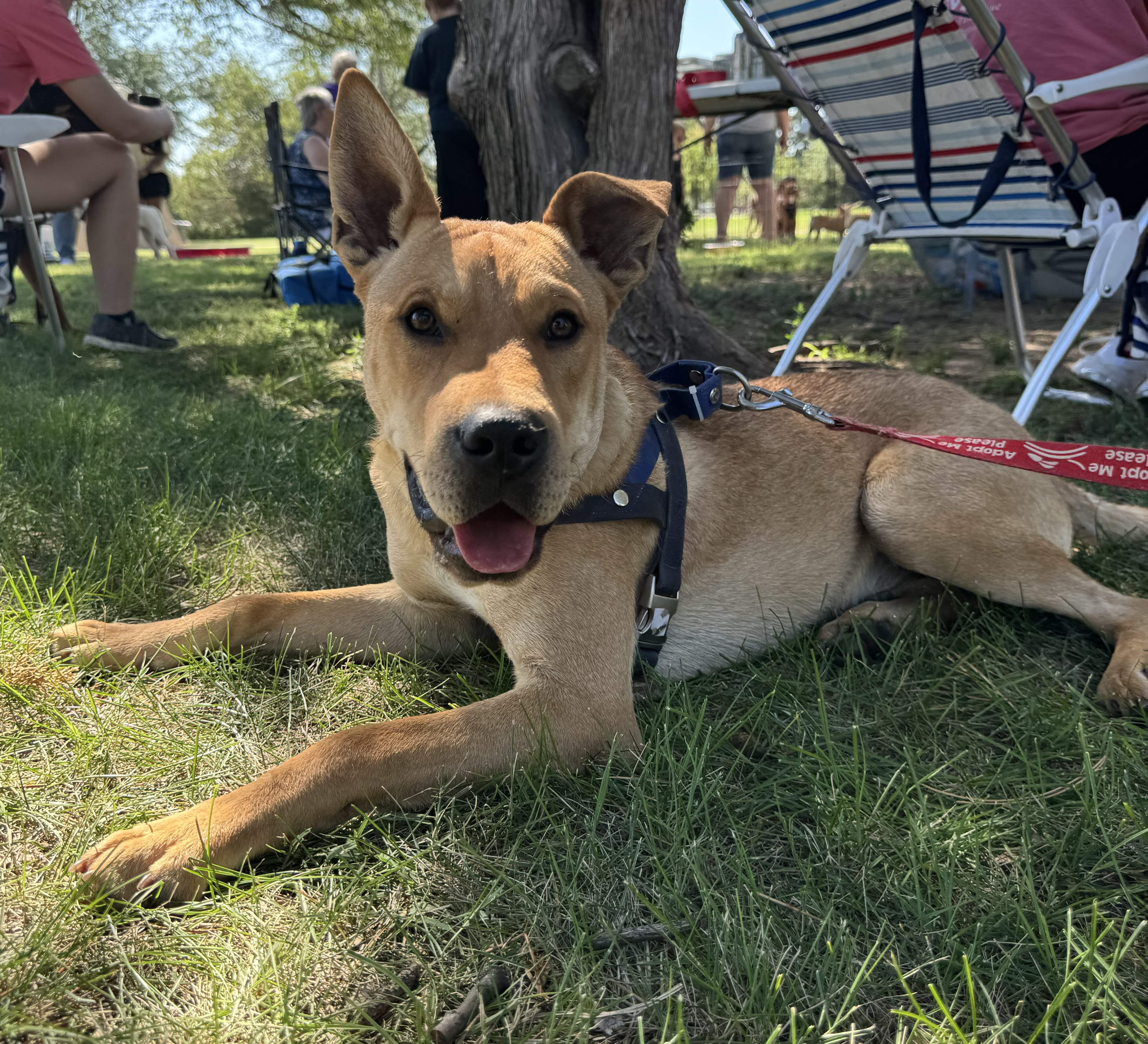 Enlarge Gunner, a Adopted mixed breed in Hoisington, KS image 6/6