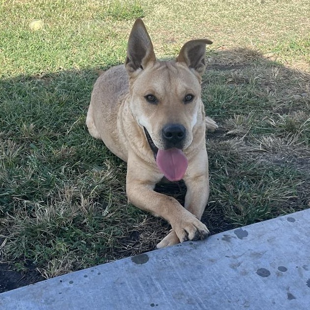 Enlarge Gunner, a Adopted mixed breed in Hoisington, KS image 2/6