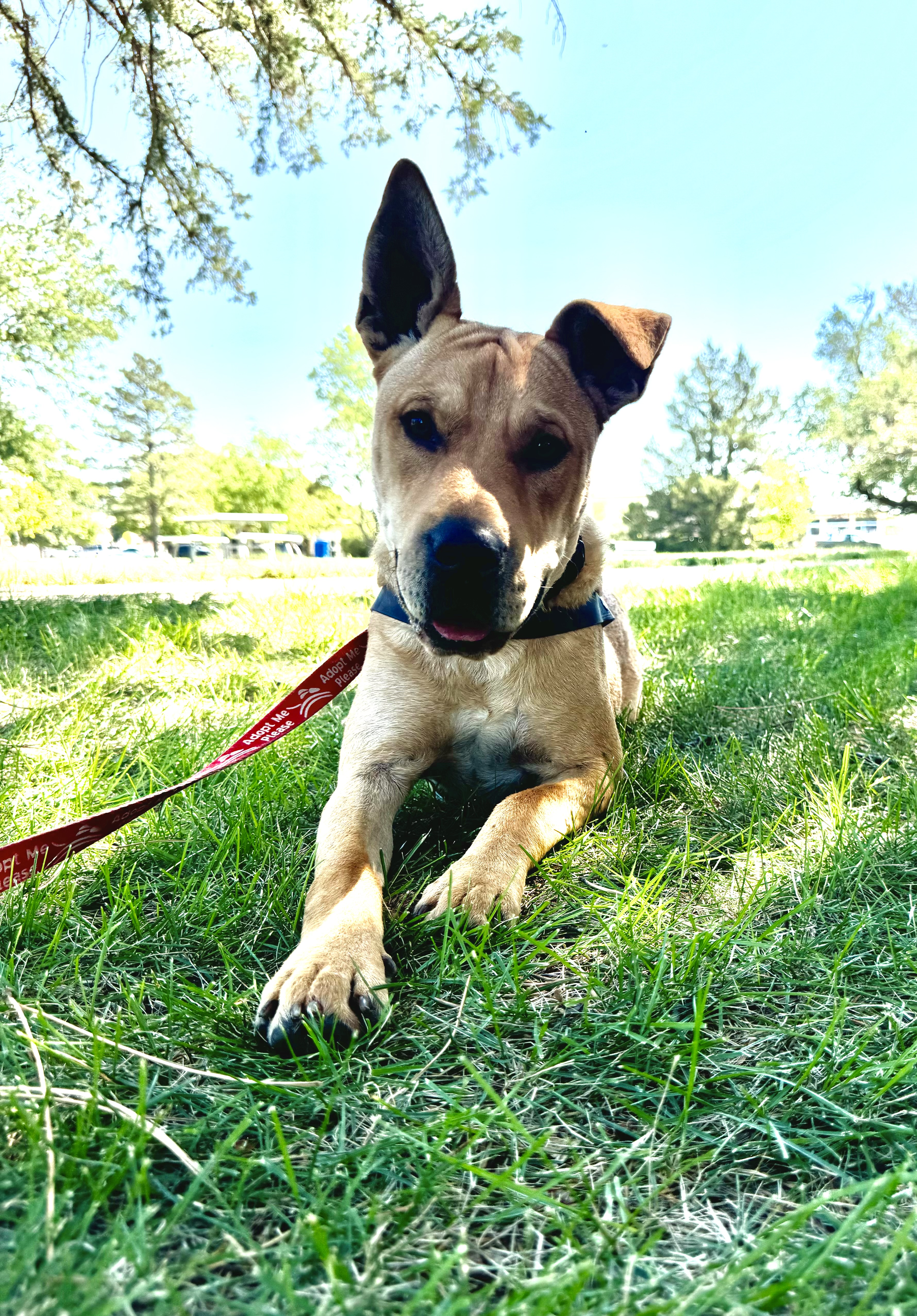 Enlarge Gunner, a Adopted mixed breed in Hoisington, KS image 4/6