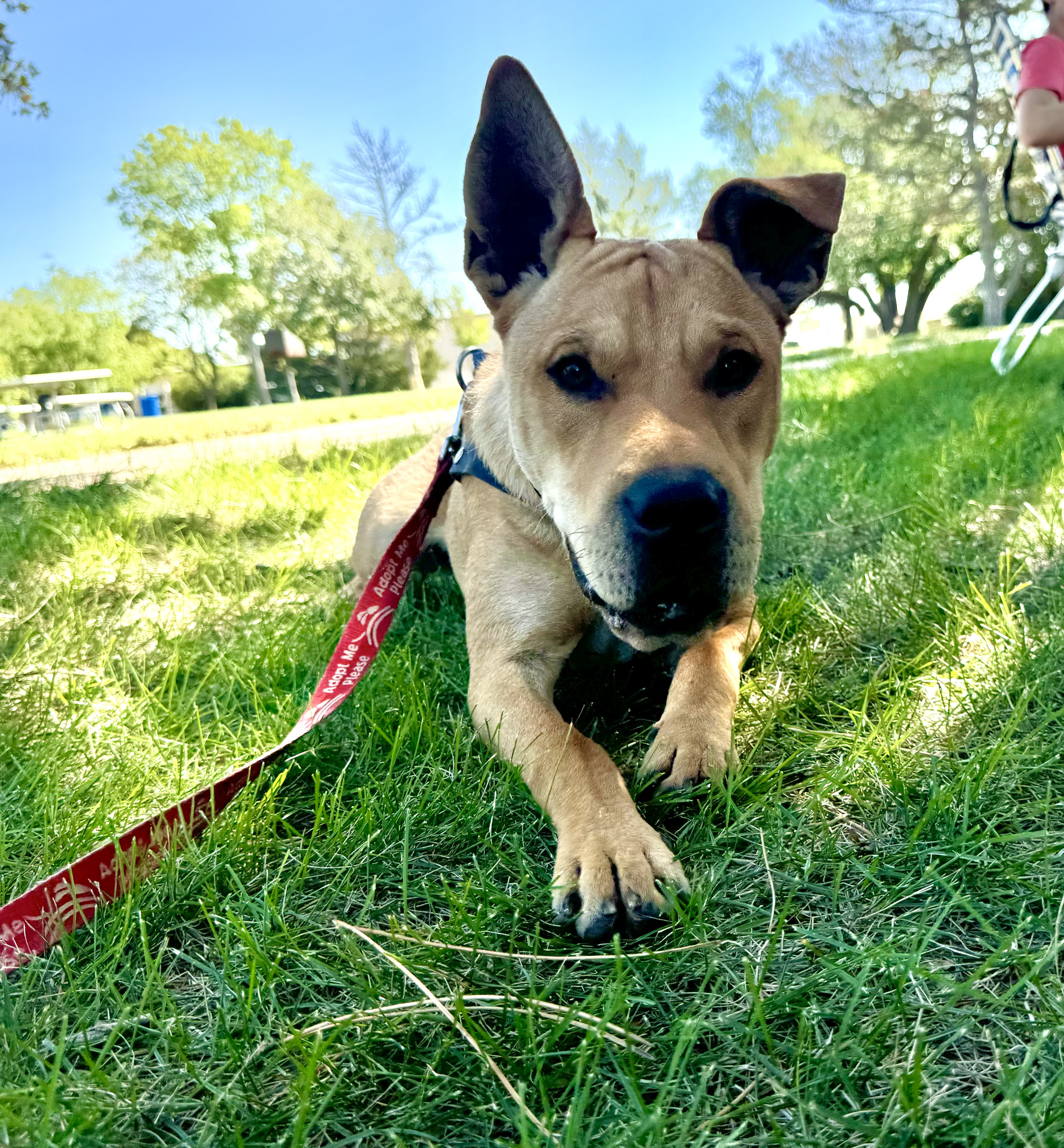 Enlarge Gunner, a Adopted mixed breed in Hoisington, KS image 5/6