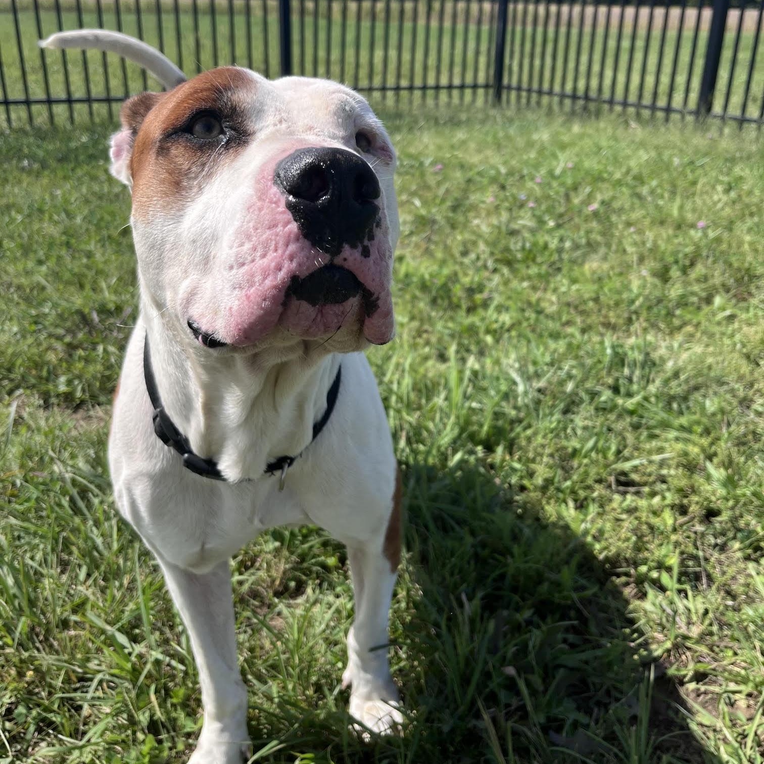Enlarge Spots, a Adoptable mixed breed in West Jefferson, OH image 3/5