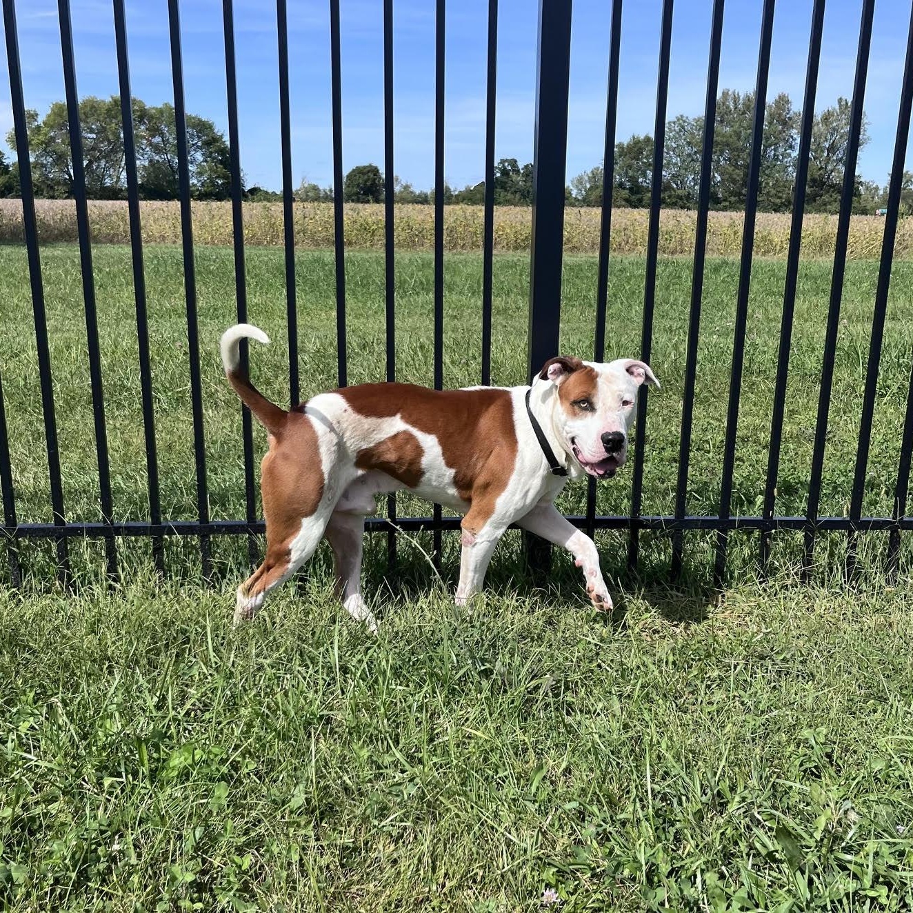 Enlarge Spots, a Adoptable mixed breed in West Jefferson, OH image 5/5