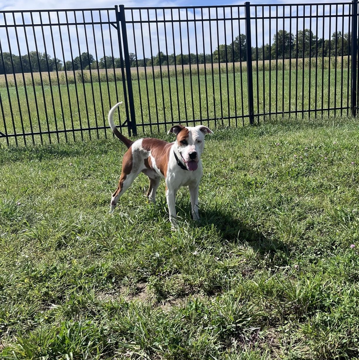 Enlarge Spots, a Adoptable mixed breed in West Jefferson, OH image 4/5