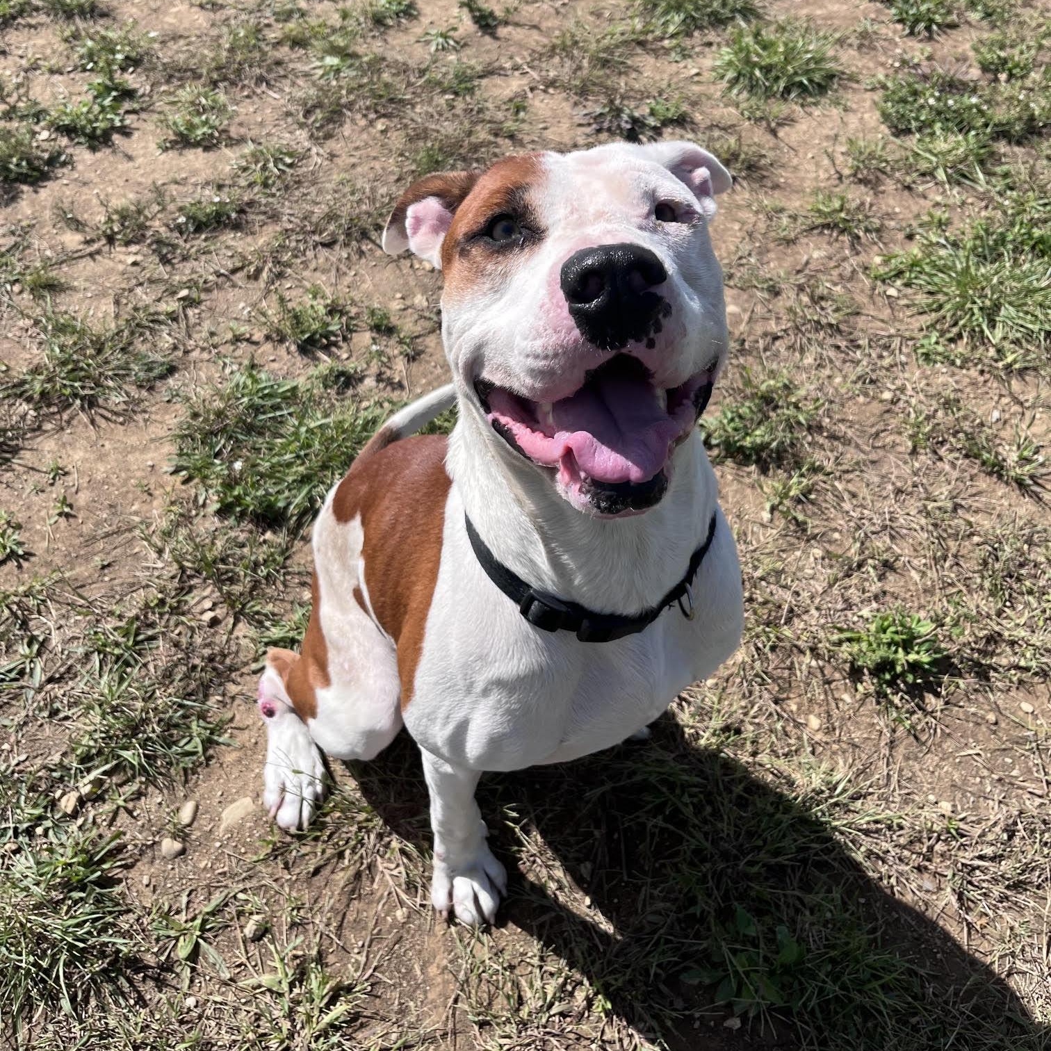 Enlarge Spots, a Adoptable mixed breed in West Jefferson, OH image 1/5