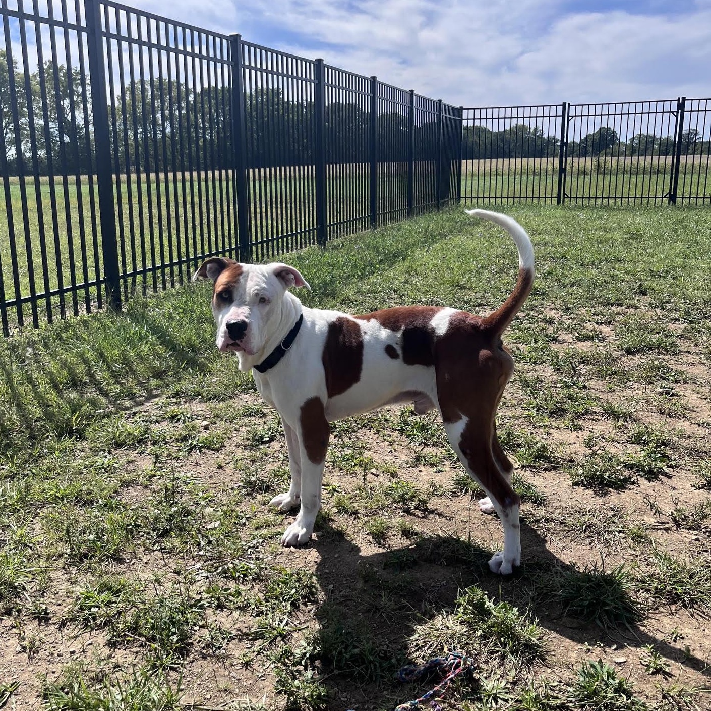 Enlarge Spots, a Adoptable mixed breed in West Jefferson, OH image 2/5
