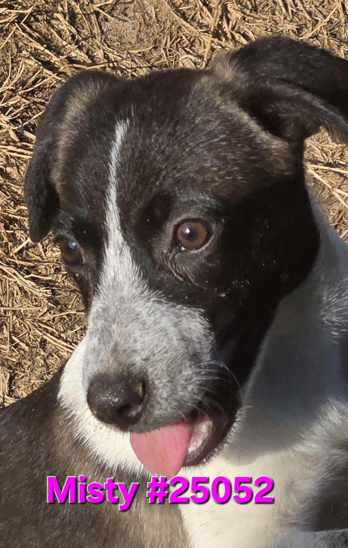 Misty, Adoptable, Young Female Mixed Breed.