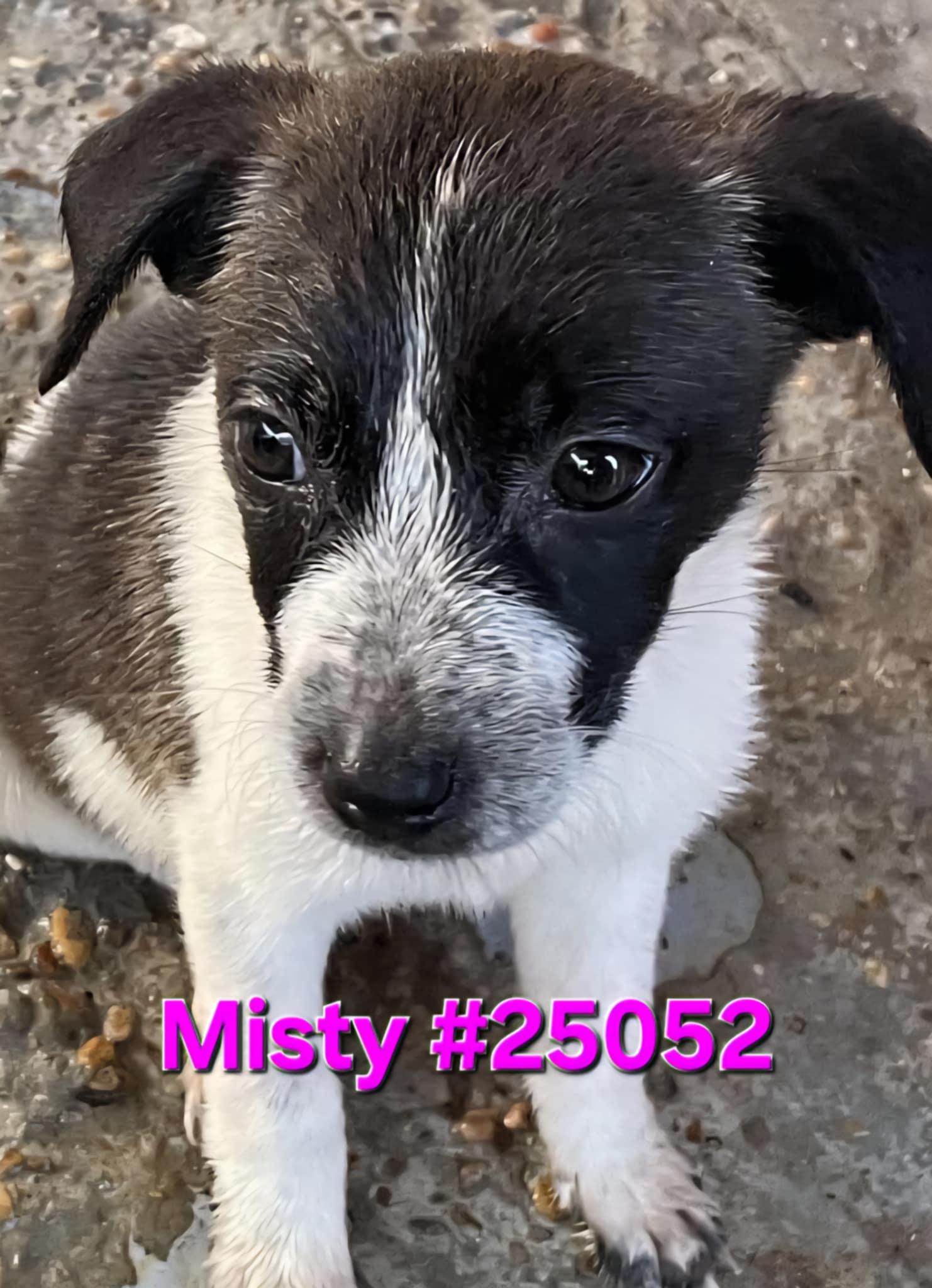 Misty, Young Female unknown