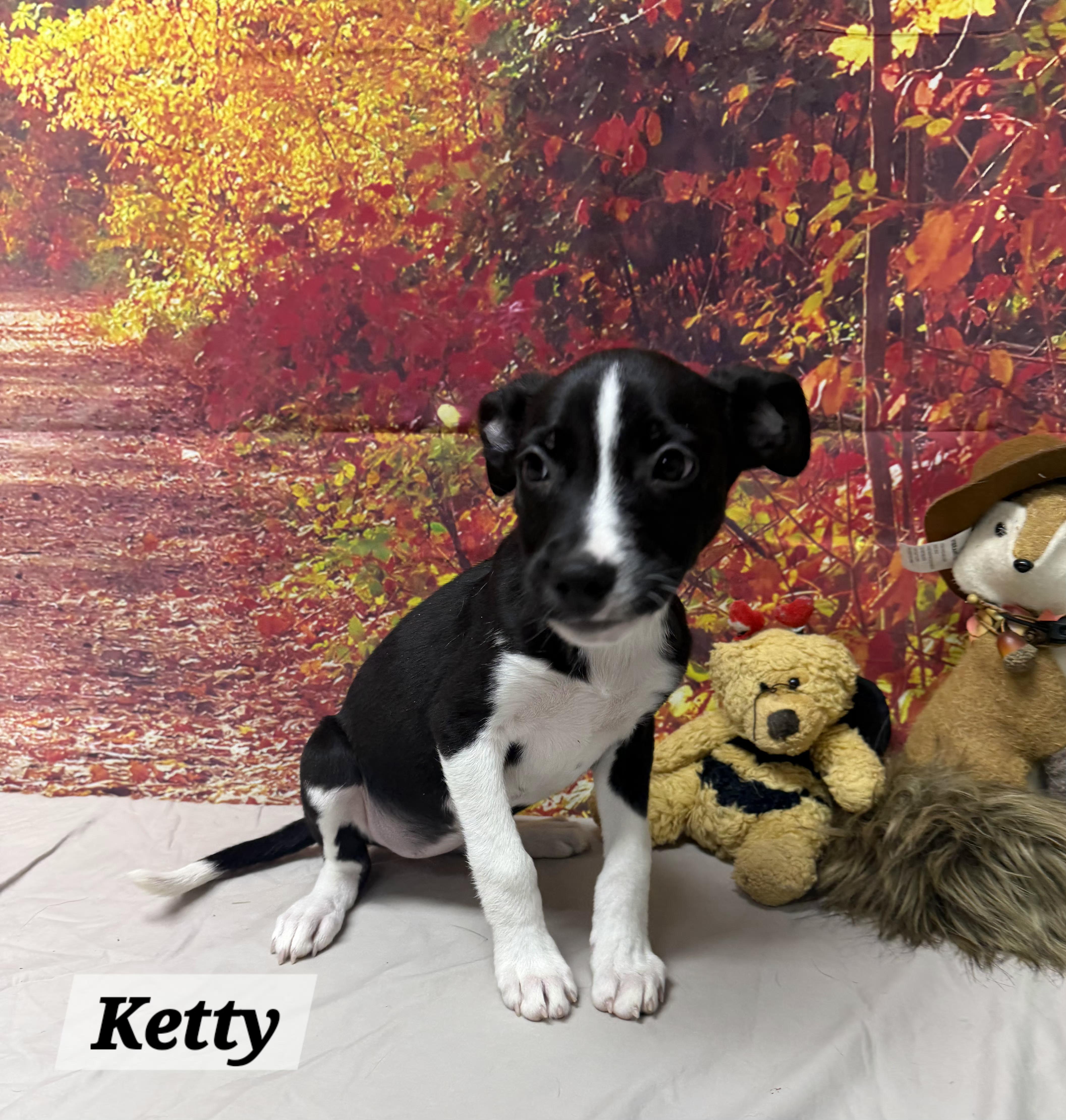 Ketty, Adoptable, Puppy Female Beagle.