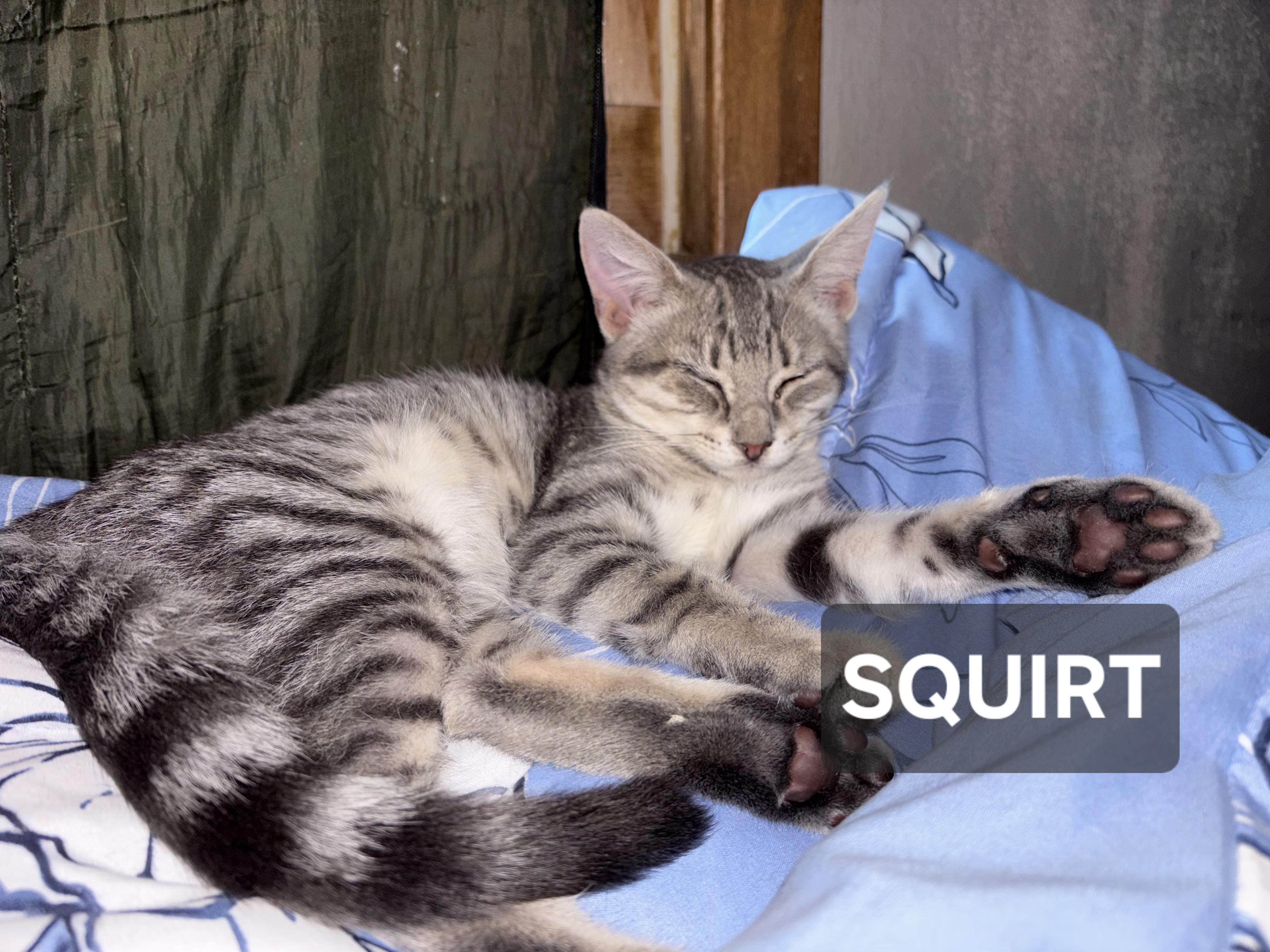 Squirt, ADOPTABLE, Young Male Tabby.