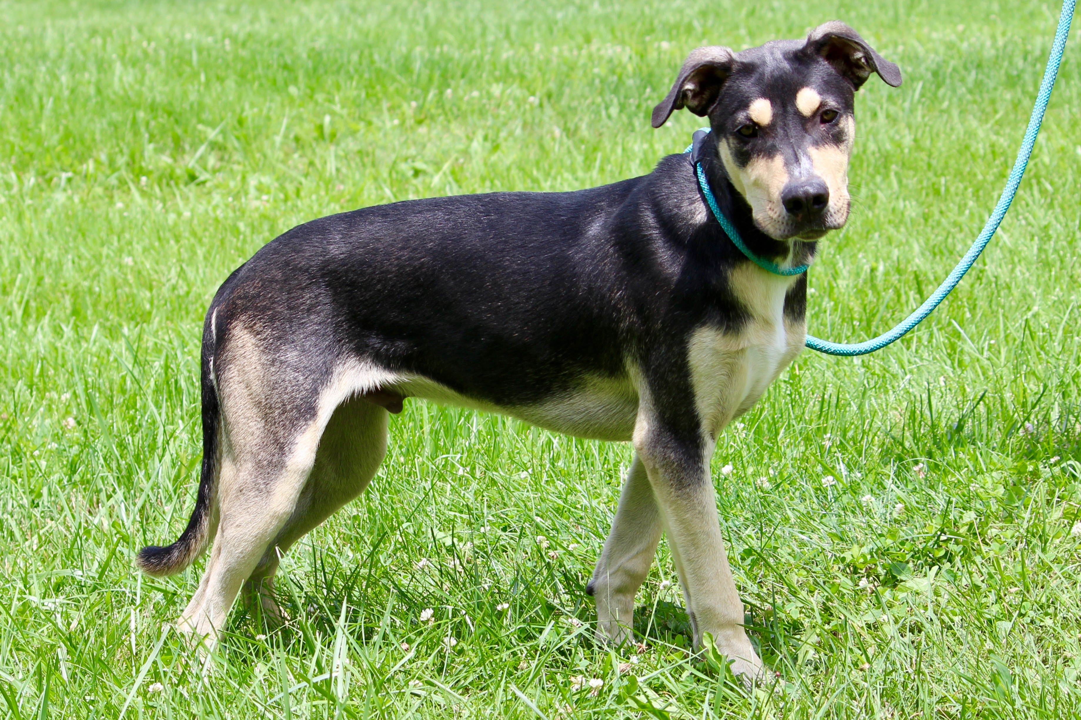 GILBY, Adoptable, Adult Male Mixed Breed & Shepherd.