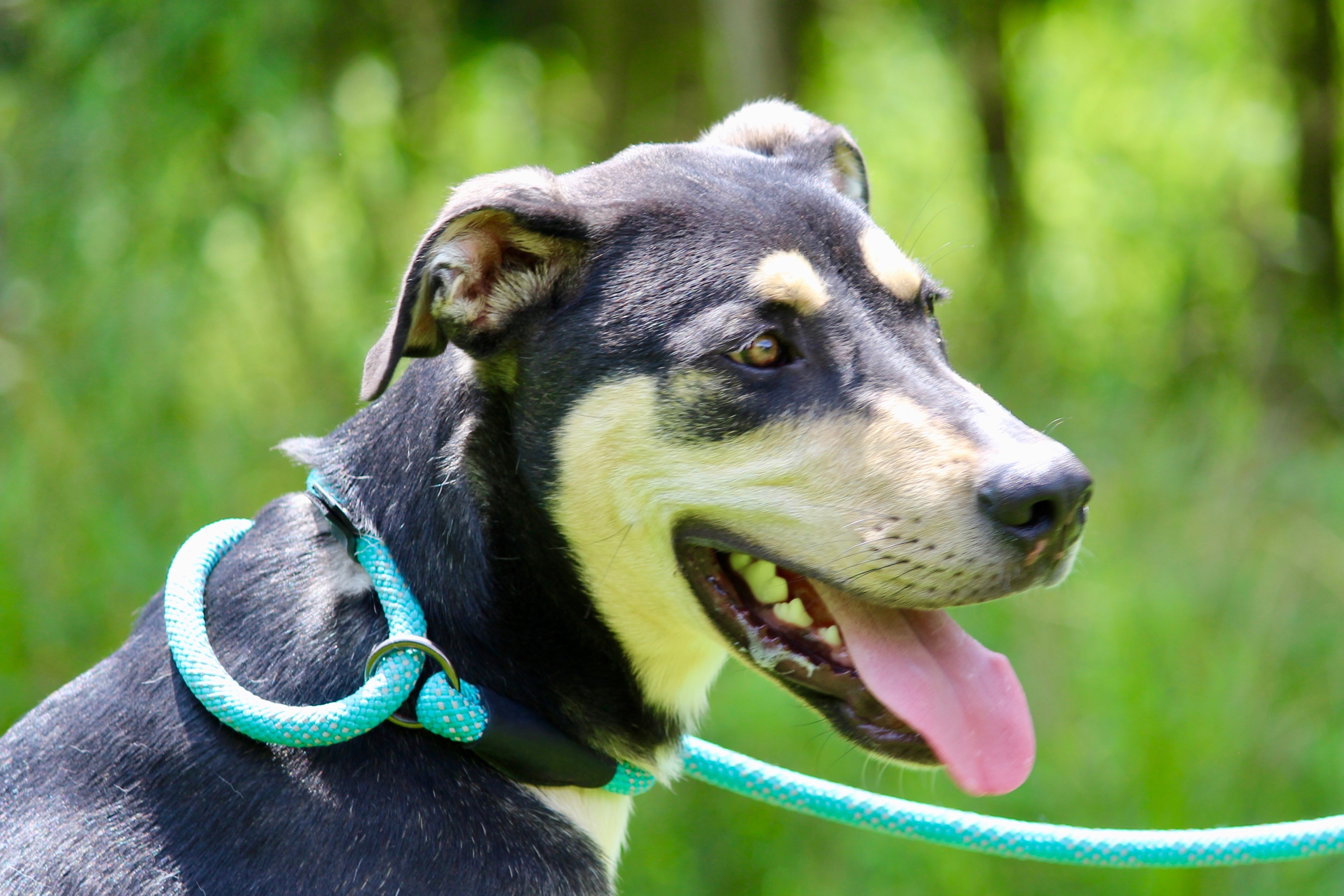 GILBY, a Adoptable mixed breed in Brazil, IN image 2/18