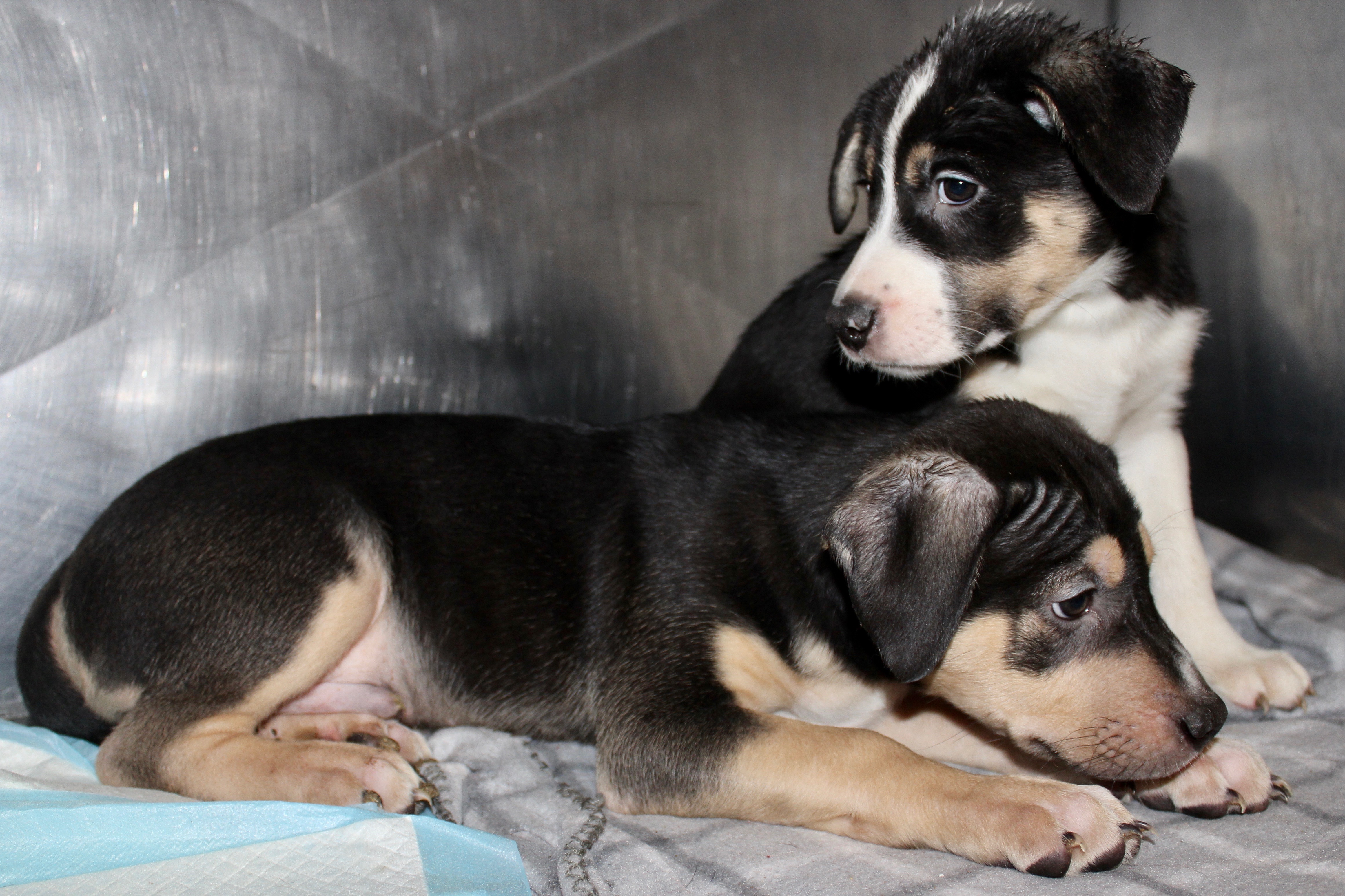 GILBY, a Adoptable mixed breed in Brazil, IN image 3/18