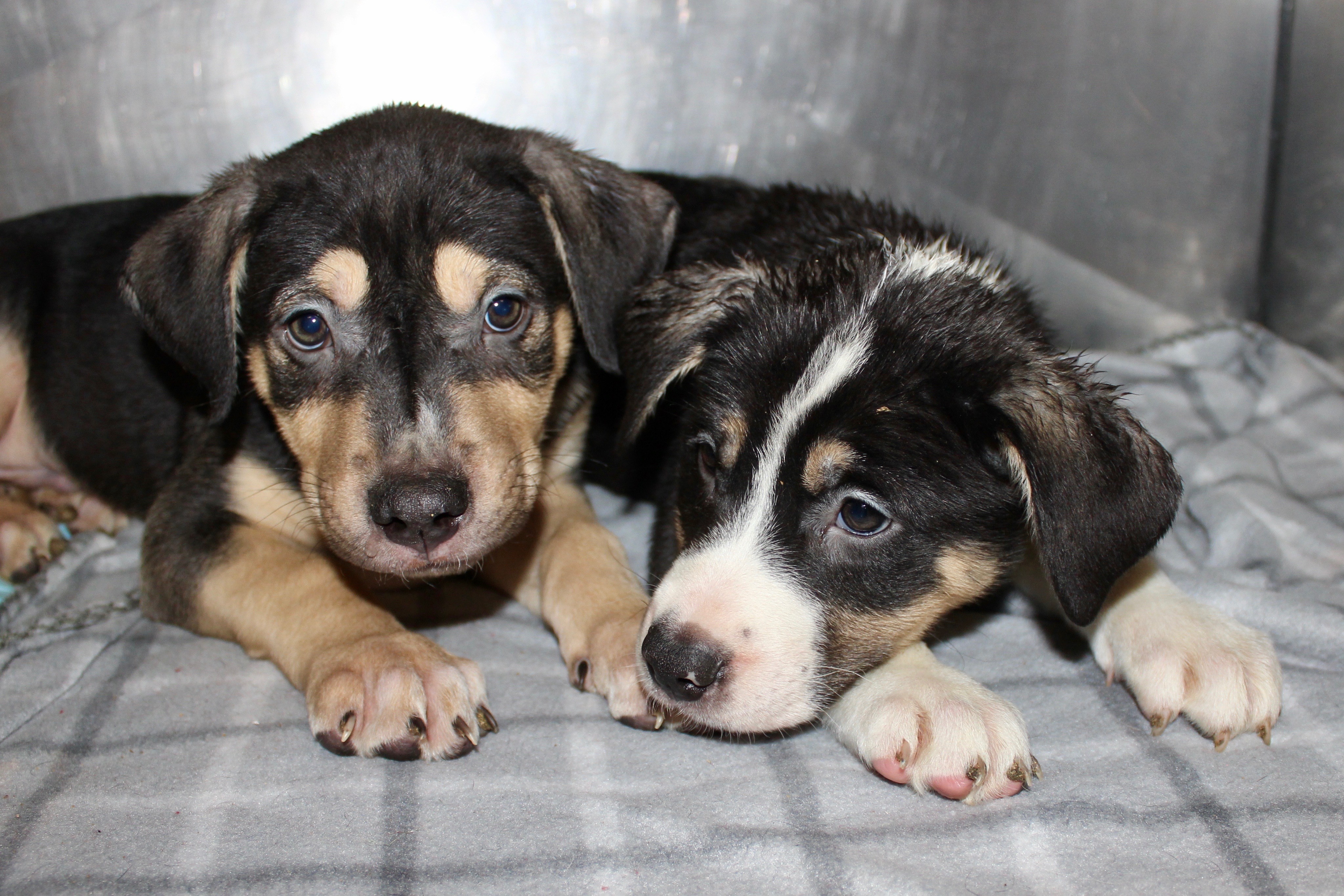 GILBY, a Adoptable mixed breed in Brazil, IN image 4/18