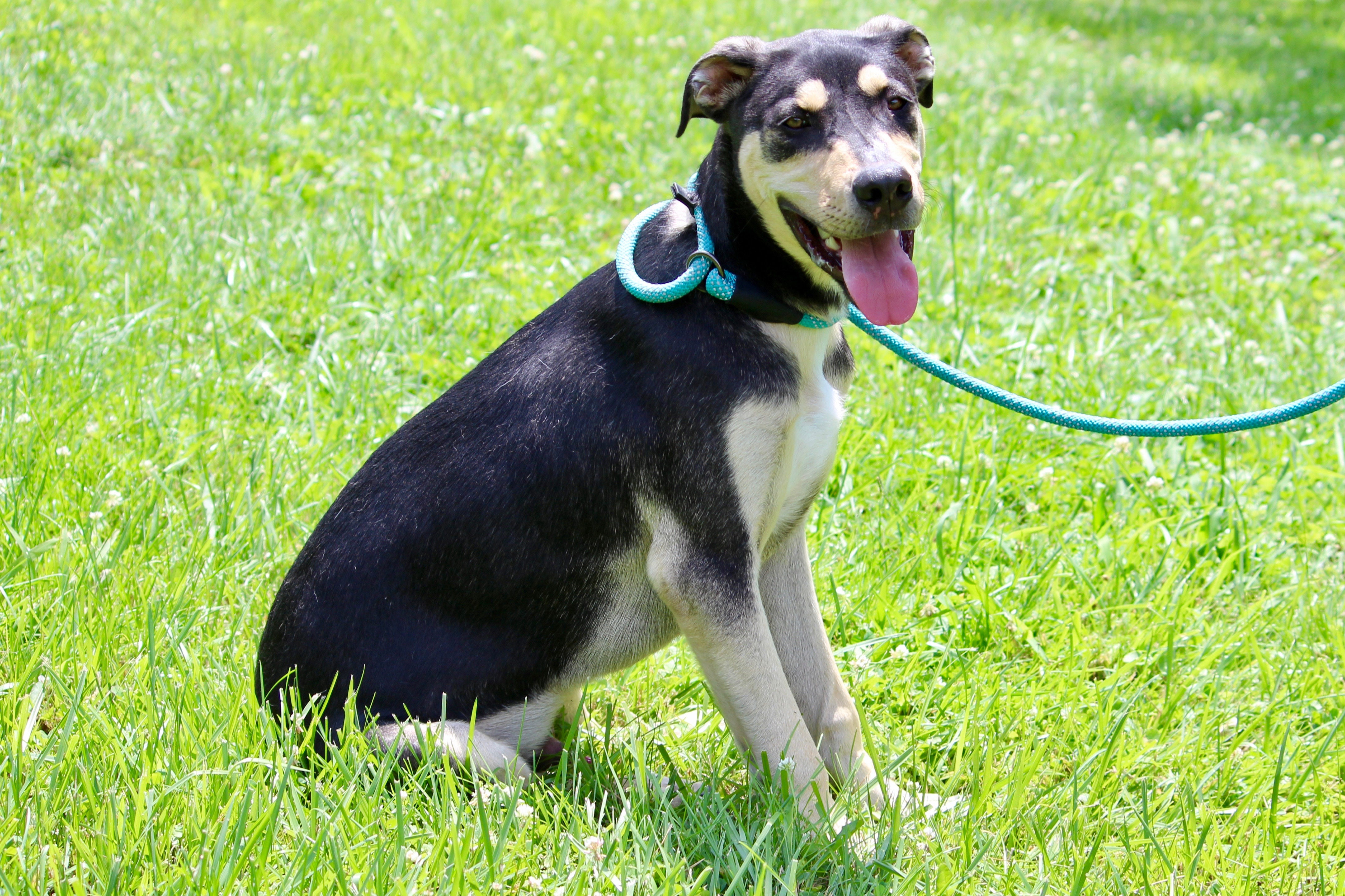 GILBY, a Adoptable mixed breed in Brazil, IN image 5/18