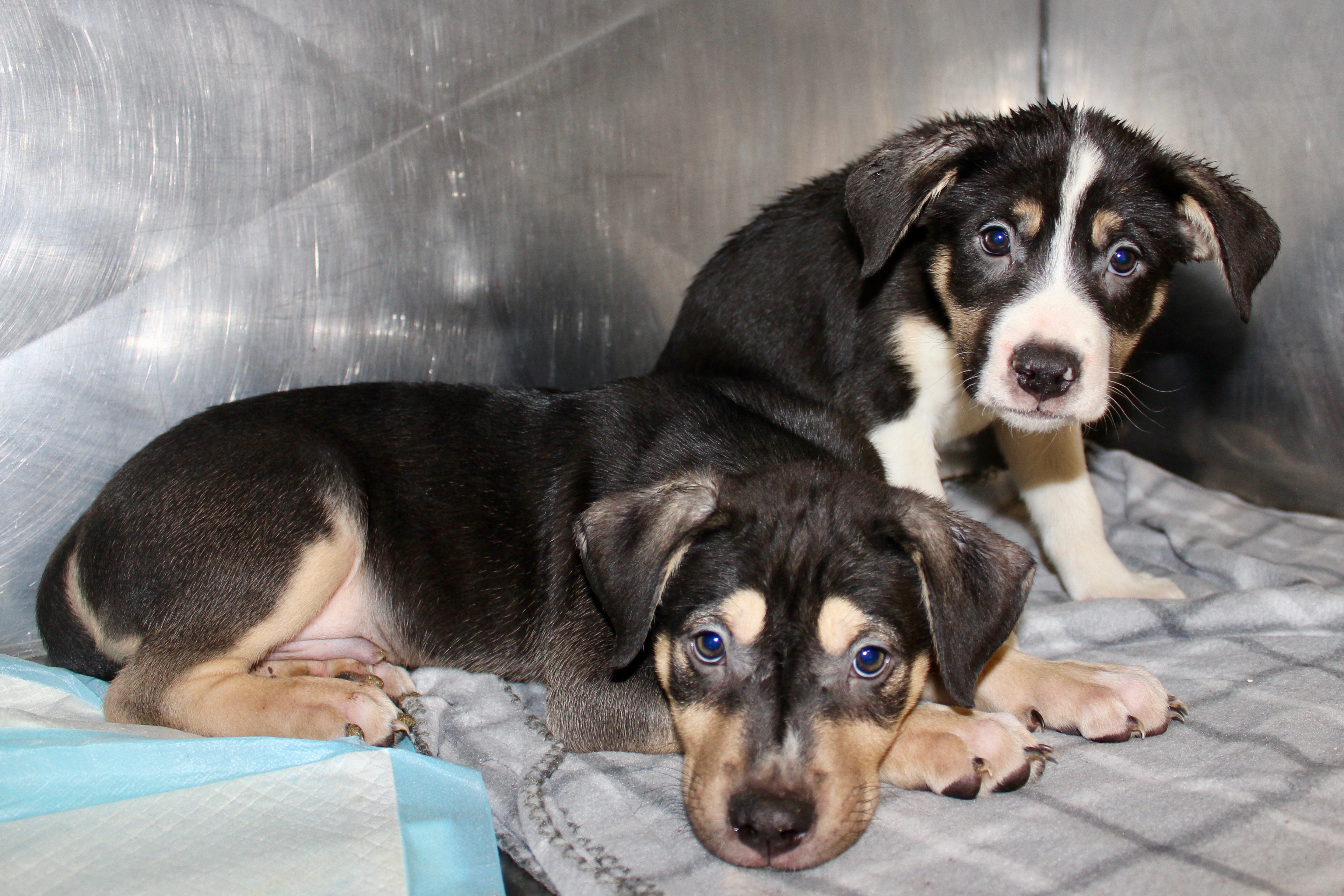 GILBY, a Adoptable mixed breed in Brazil, IN image 6/18