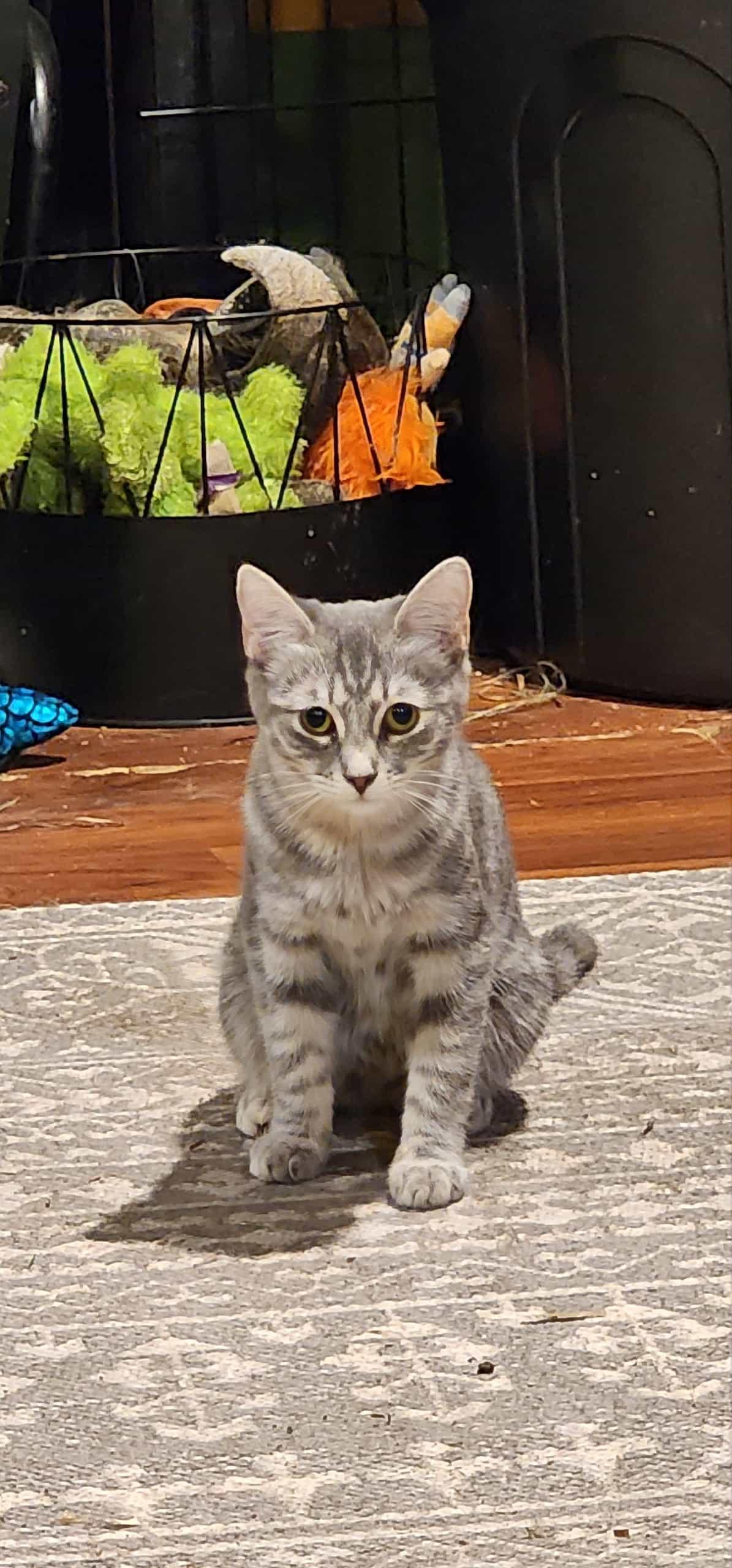 Enlarge Meowranda Lambert, a Adoptable Domestic Short Hair in Clymer, PA image 1/6