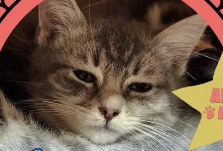 Enlarge Meowranda Lambert, a Adoptable Domestic Short Hair in Clymer, PA image 3/6