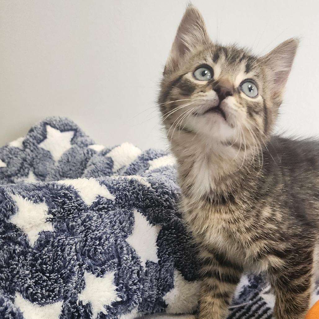 Pluto, Adoptable, Kitten Male Domestic Short Hair.