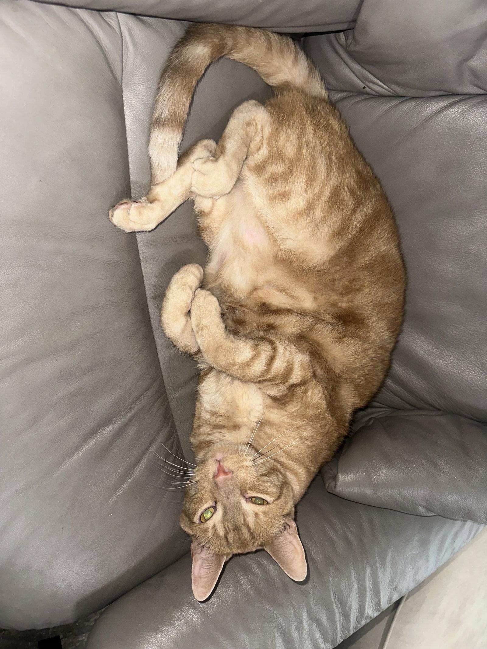 Zeus, Adoptable, Young Male American Shorthair.