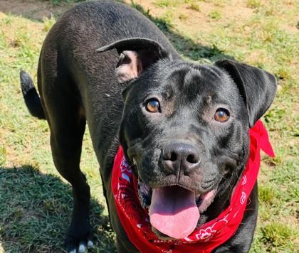 Morty $85, Adoptable, Young Male Pit Bull Terrier & Mixed Breed.
