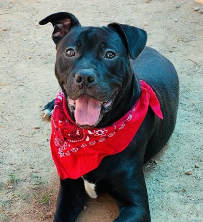 Morty $25, a Adoptable mixed breed in Seneca, SC image 2/3
