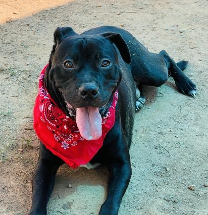 Morty $85, a Adoptable mixed breed in Seneca, SC image 2/3