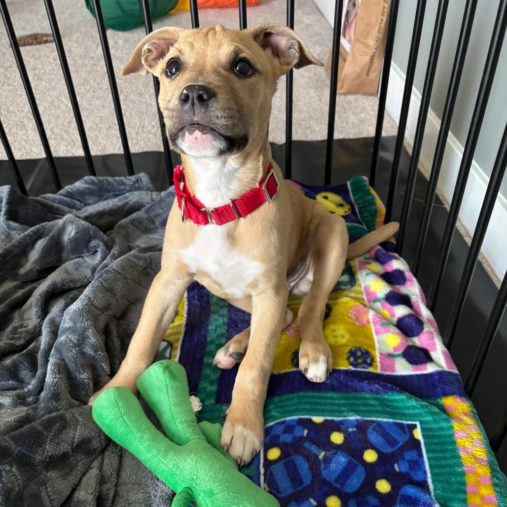 Ronald, Adoptable, Puppy Male Pit Bull Terrier.