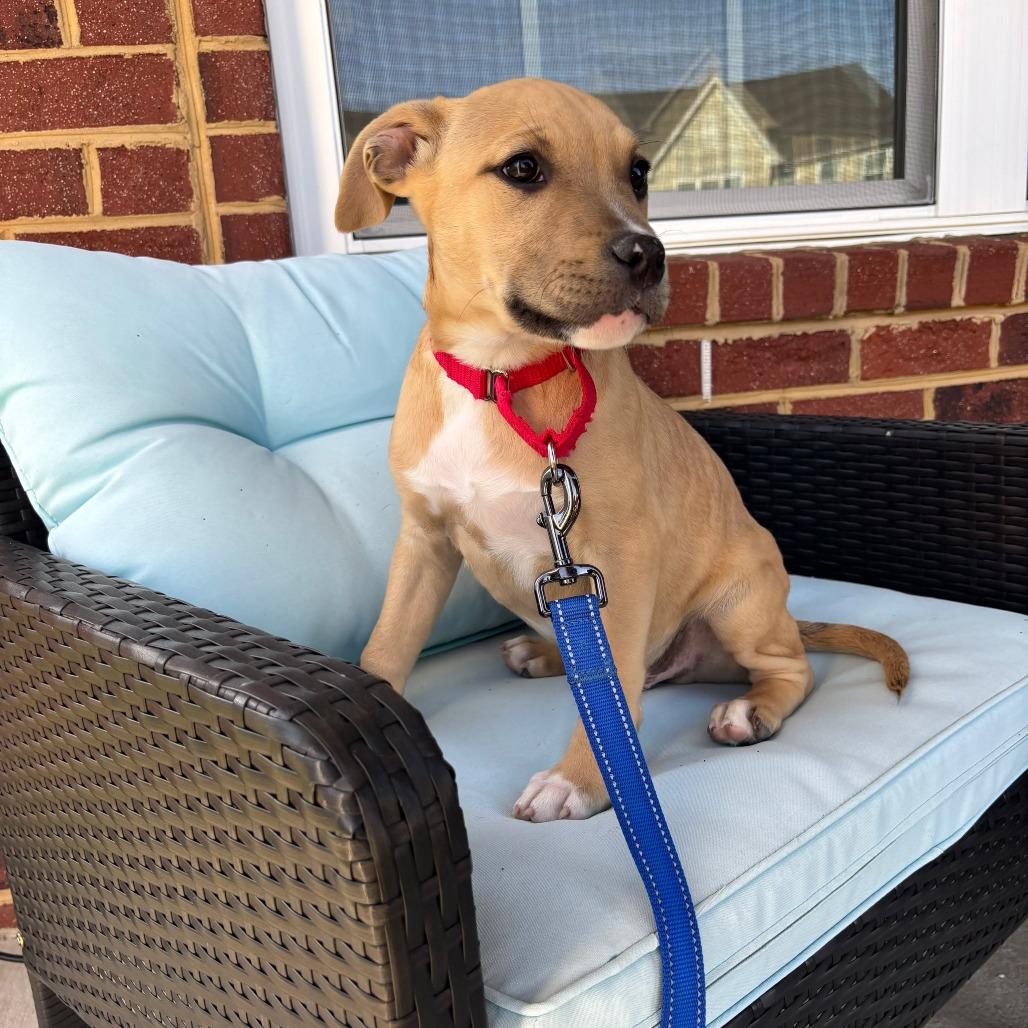Enlarge Ronald, a Adoptable Pit Bull Terrier in Jarrettsville, MD image 2/6