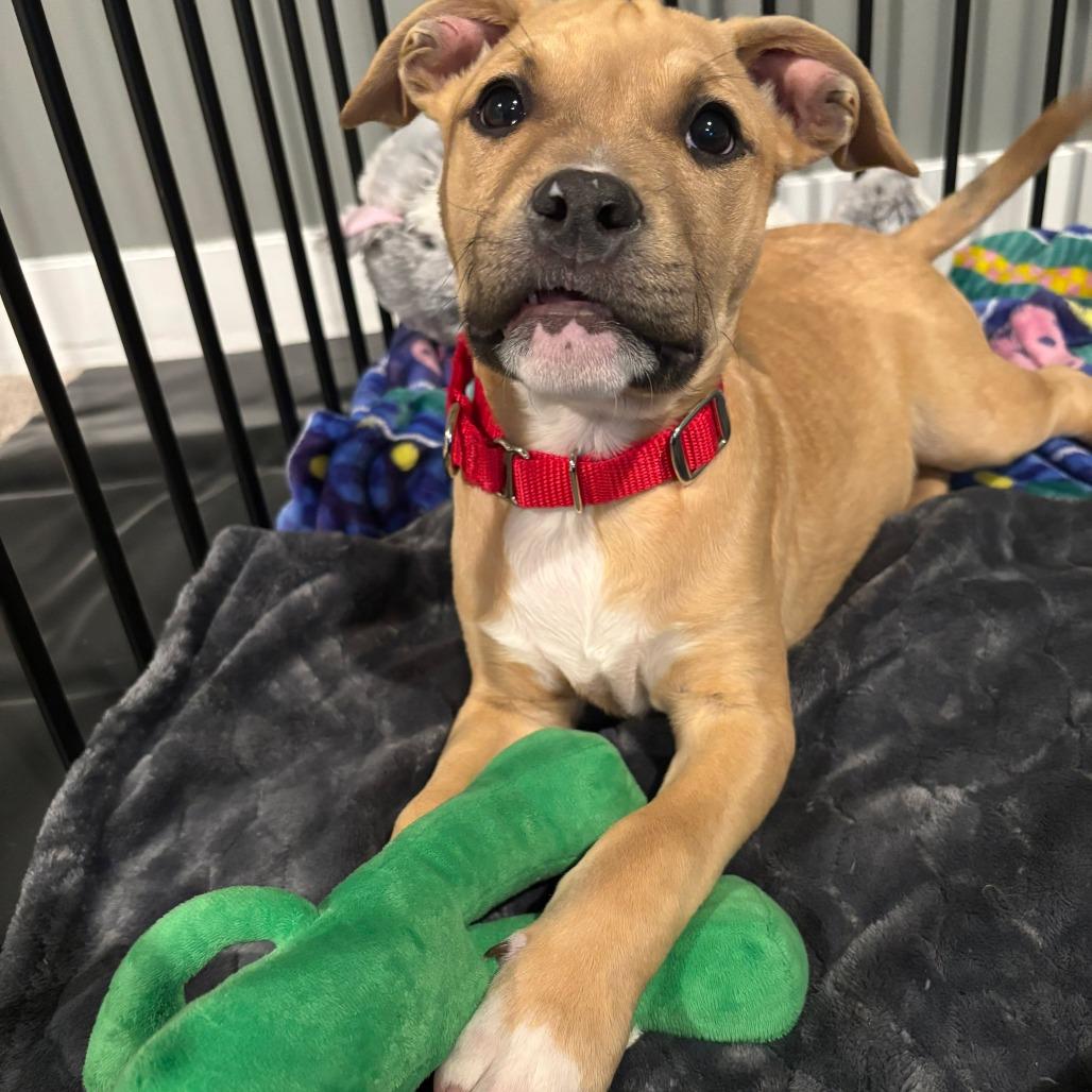 Enlarge Ronald, a Adoptable Pit Bull Terrier in Jarrettsville, MD image 3/6