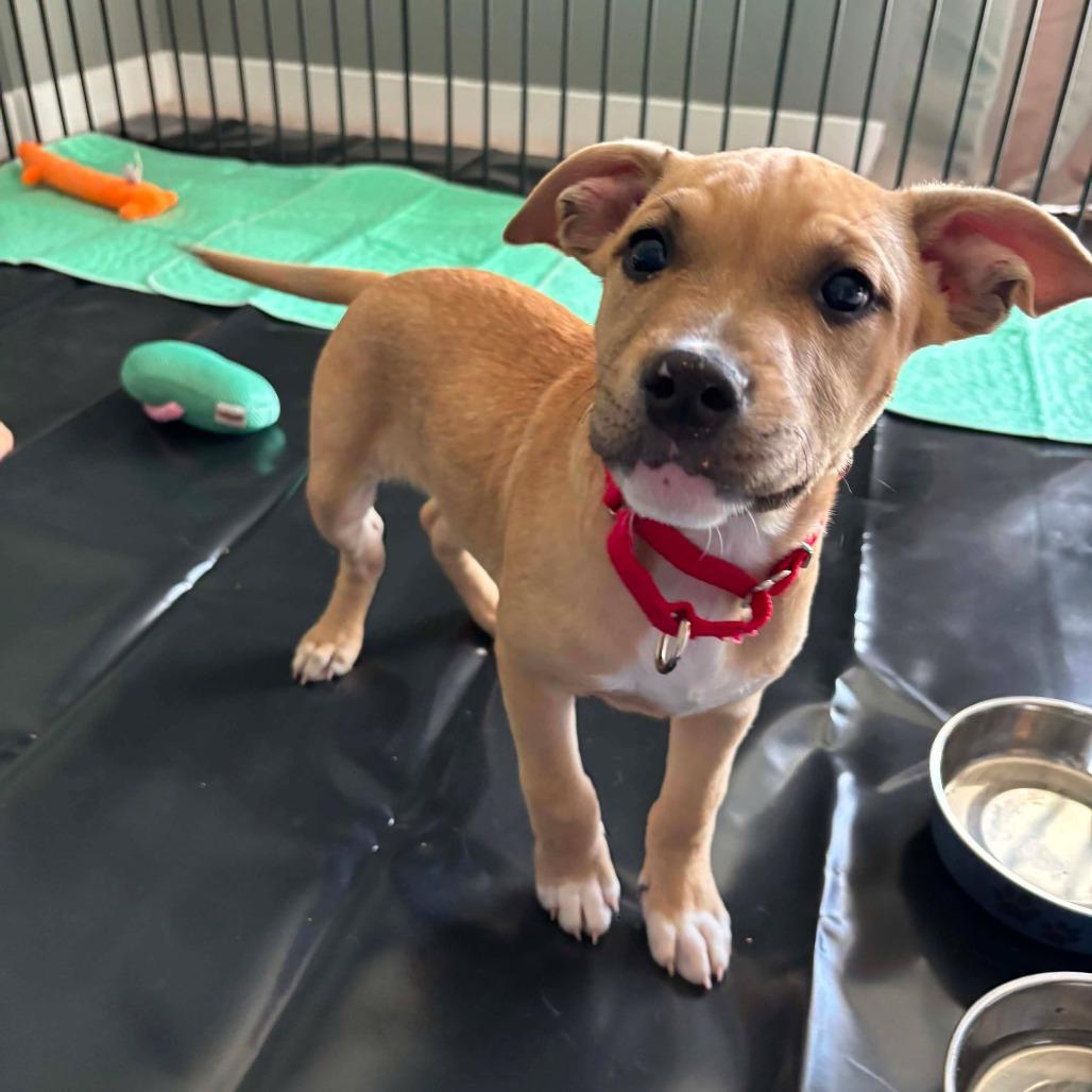 Enlarge Ronald, a Adoptable Pit Bull Terrier in Jarrettsville, MD image 4/6
