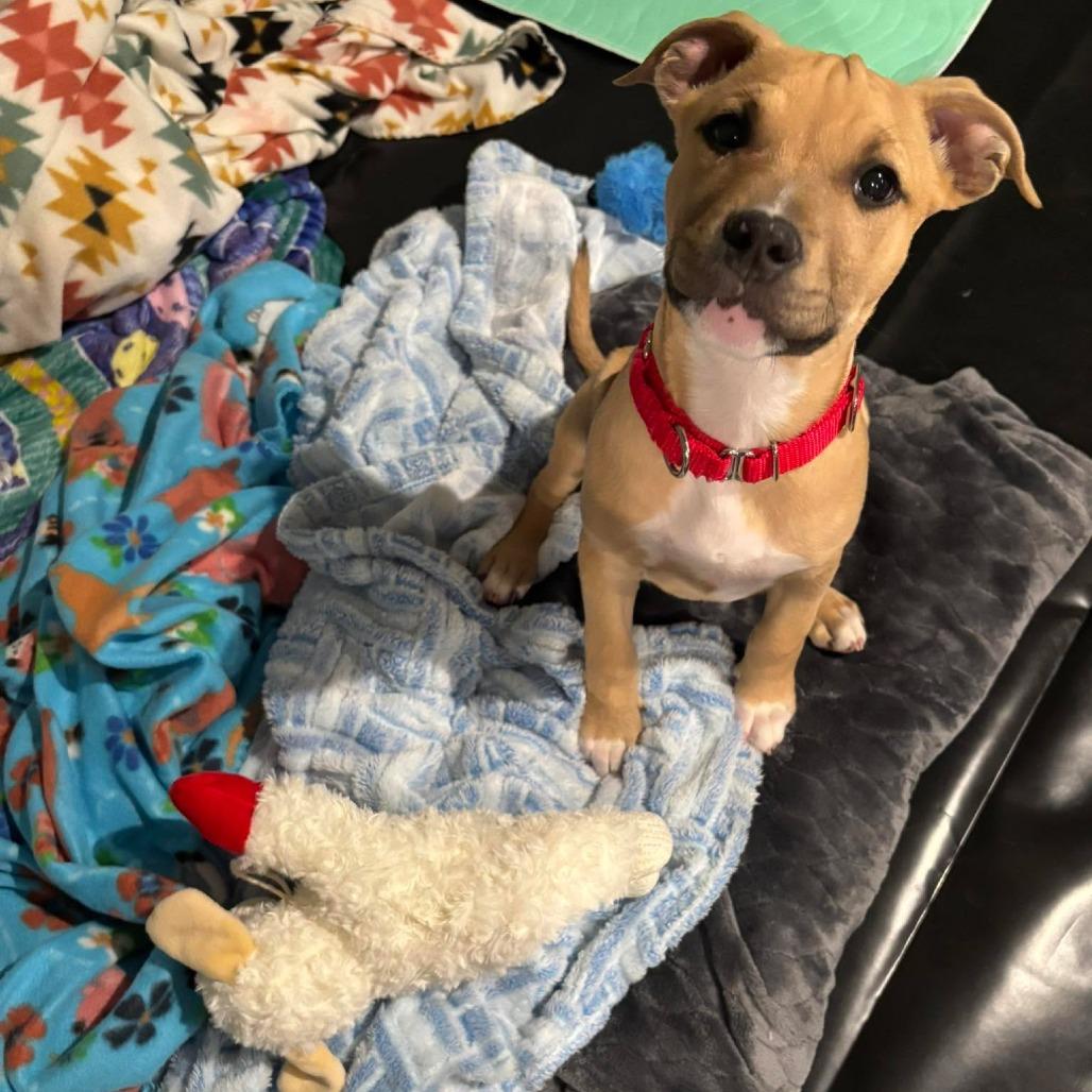 Enlarge Ronald, a Adoptable Pit Bull Terrier in Jarrettsville, MD image 5/6