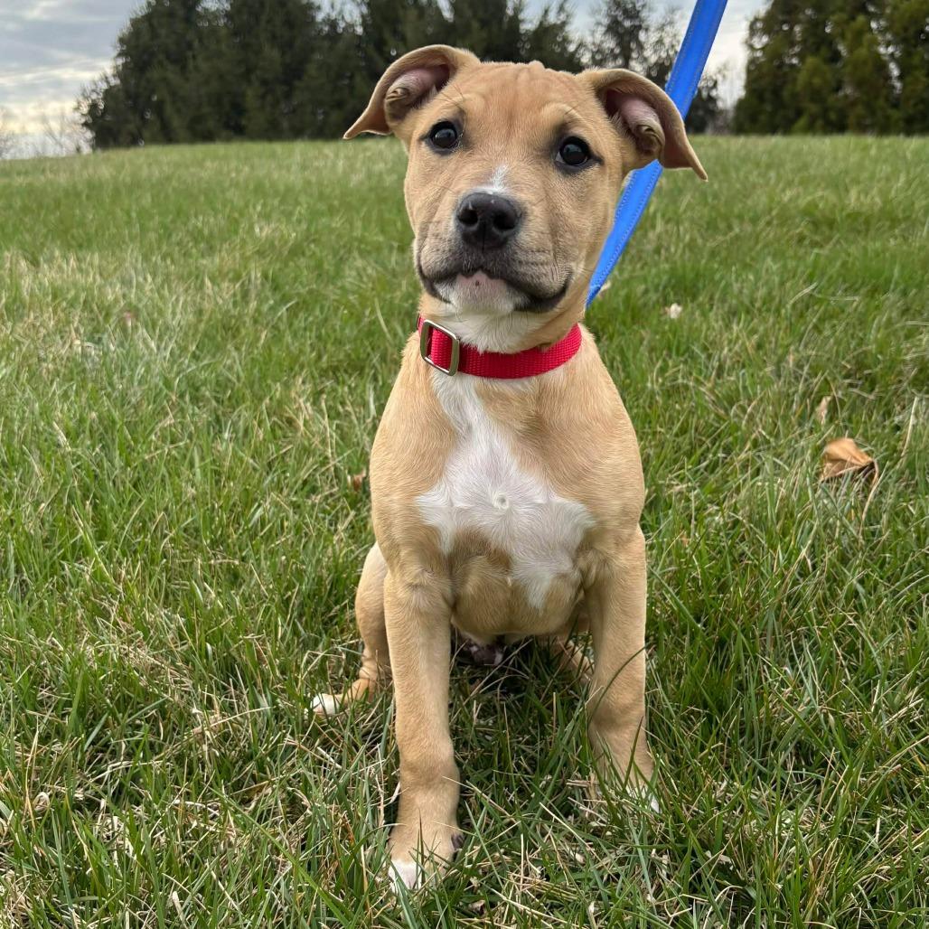 Enlarge Ronald, a Adoptable Pit Bull Terrier in Jarrettsville, MD image 6/6