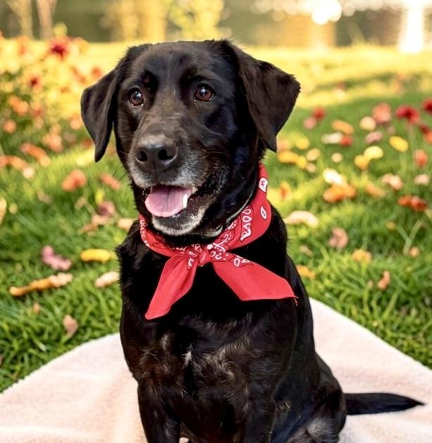 Enlarge Blackberry, a Adopted Black Labrador Retriever in Perry, IA image 4/6