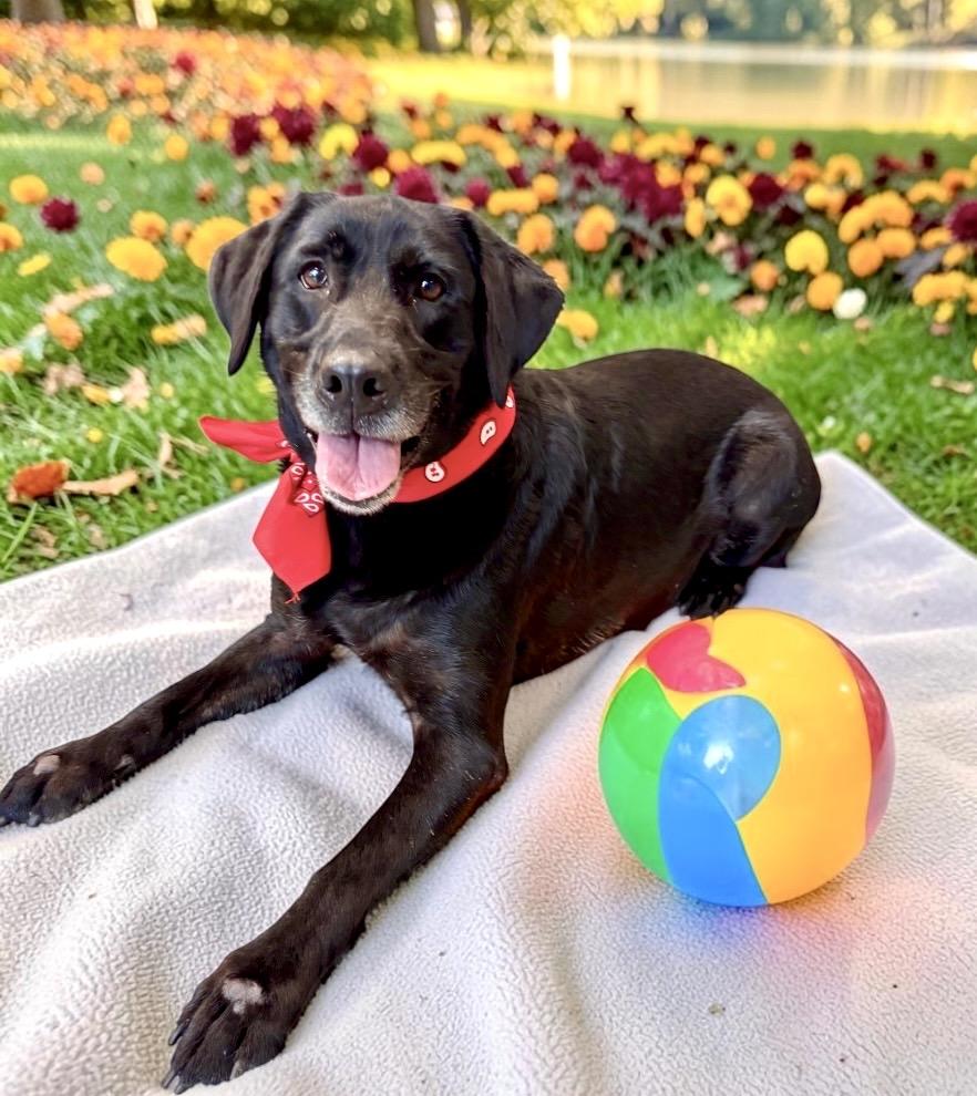 Enlarge Blackberry, a Adopted Black Labrador Retriever in Perry, IA image 6/6