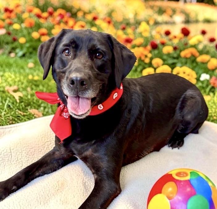 Enlarge Blackberry, a Adopted Black Labrador Retriever in Perry, IA image 3/6