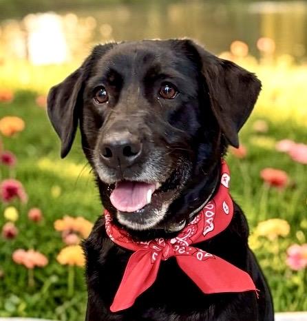 Blackberry, Adopted, Adult Male Black Labrador Retriever.