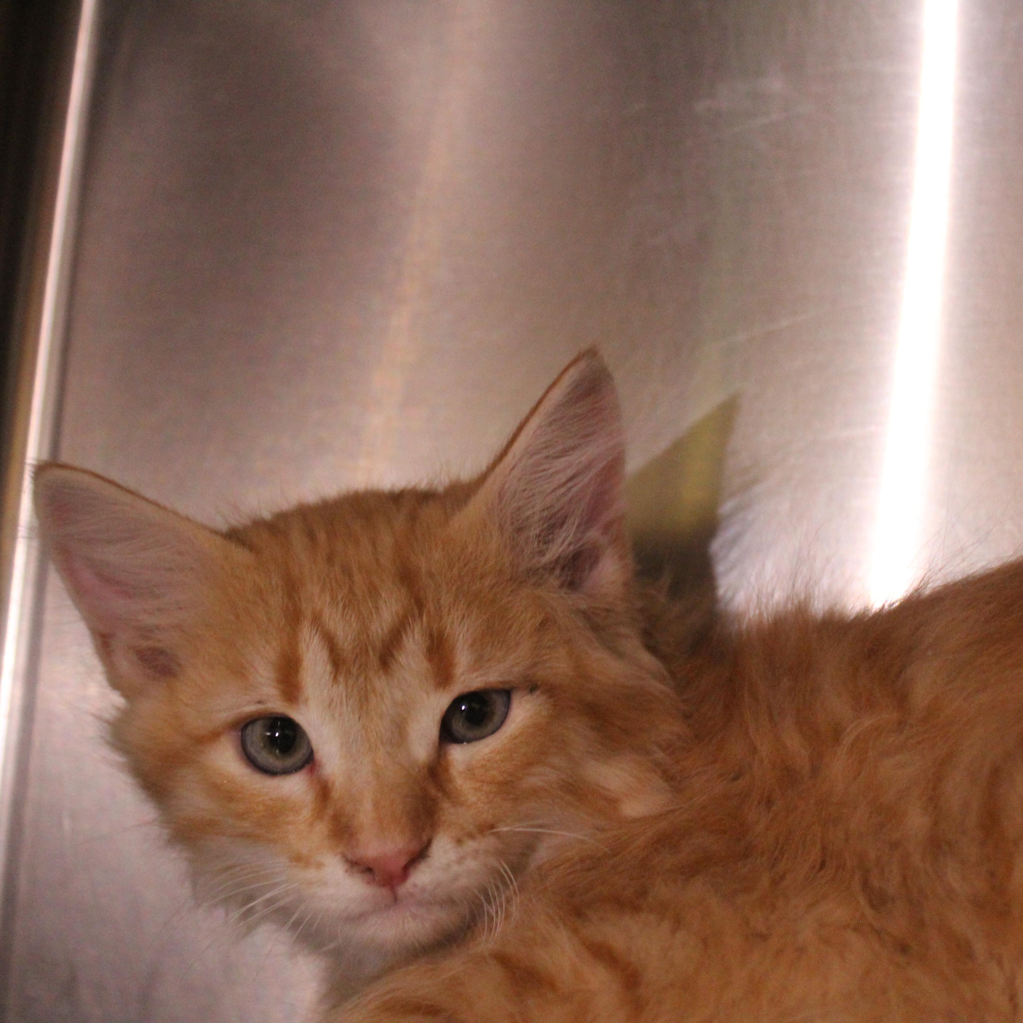 Enlarge Blaze, an adopted Domestic Medium Hair in Yucca Valley, CA image 3/5