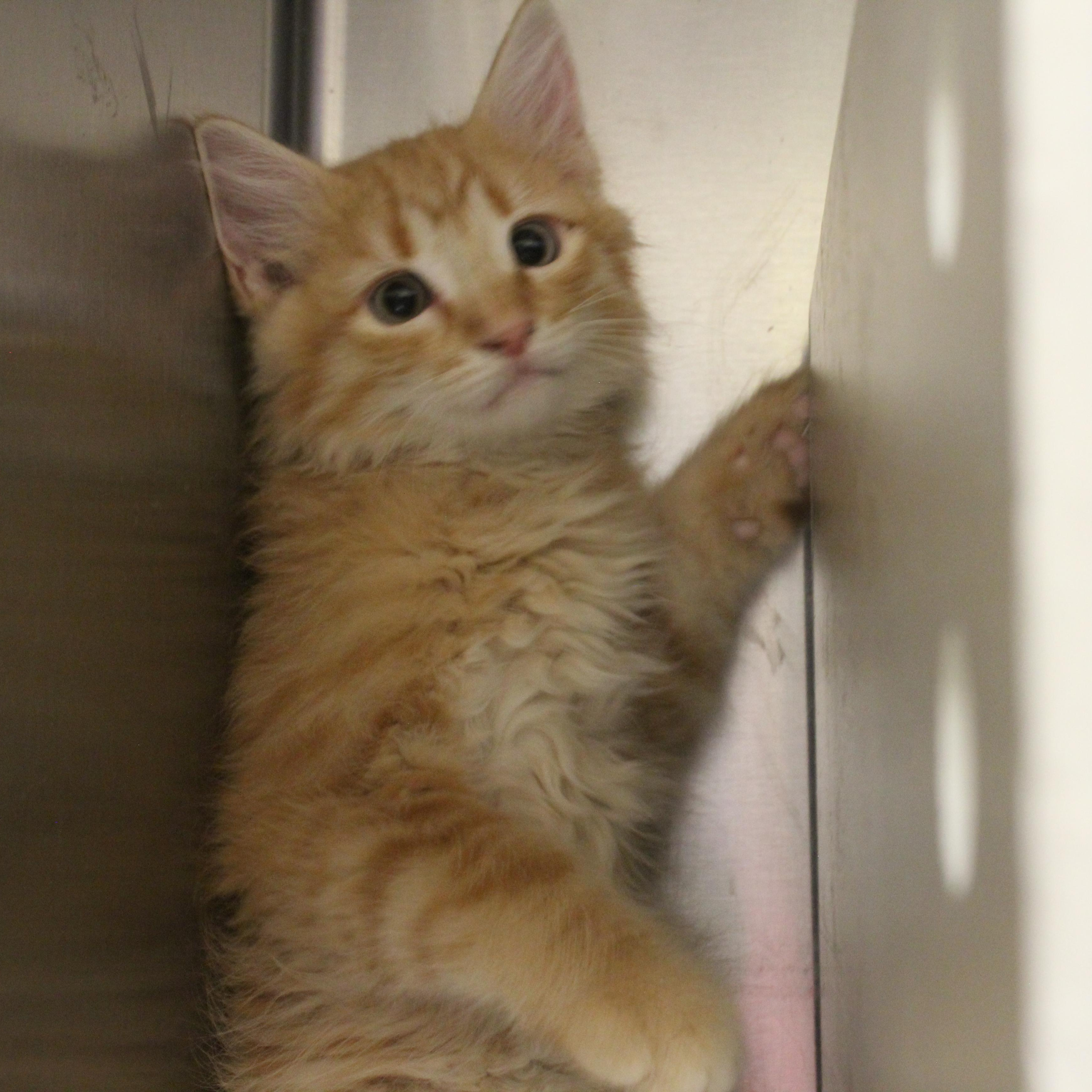 Enlarge Blaze, an adopted Domestic Medium Hair in Yucca Valley, CA image 2/5