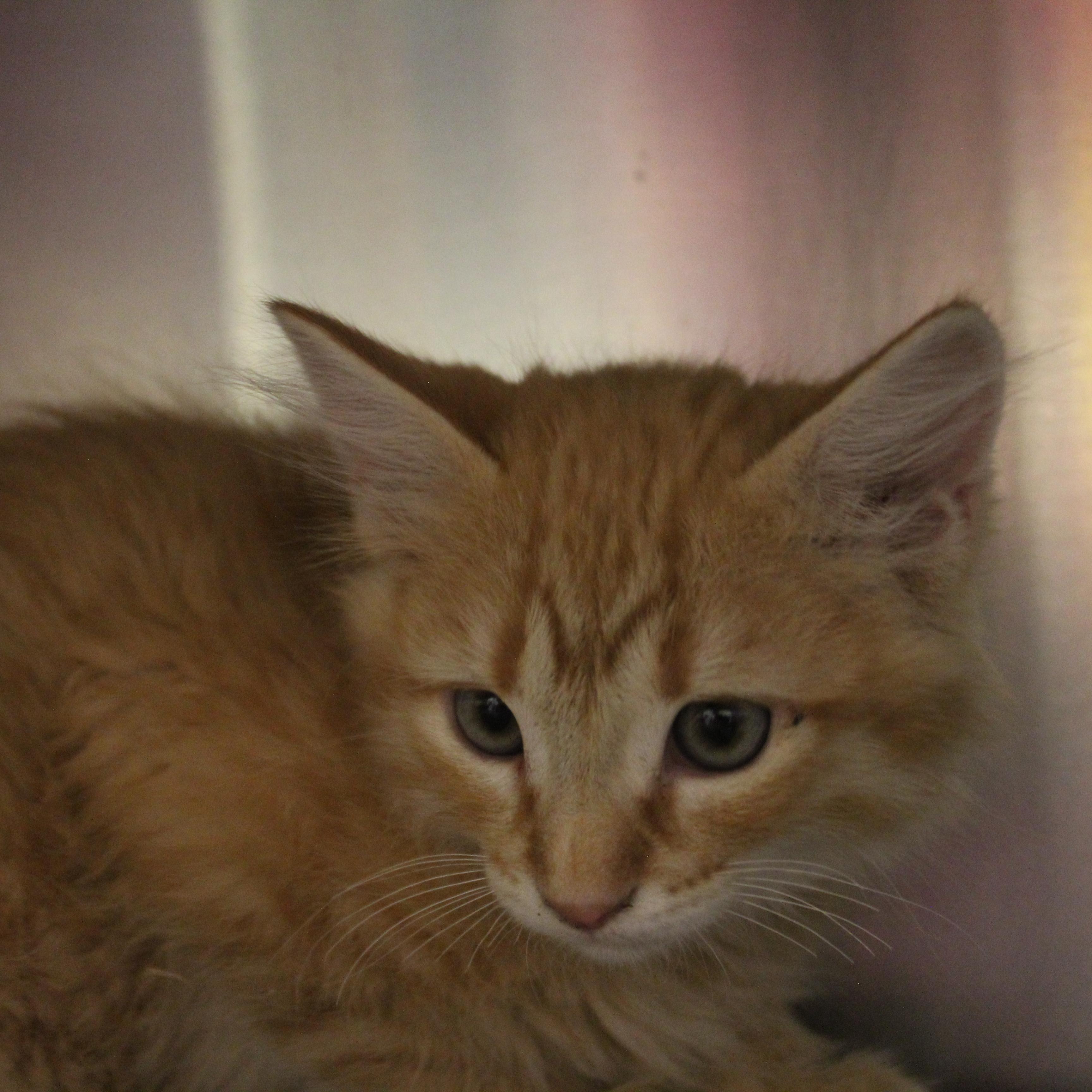 Enlarge Blaze, an adopted Domestic Medium Hair in Yucca Valley, CA image 5/5