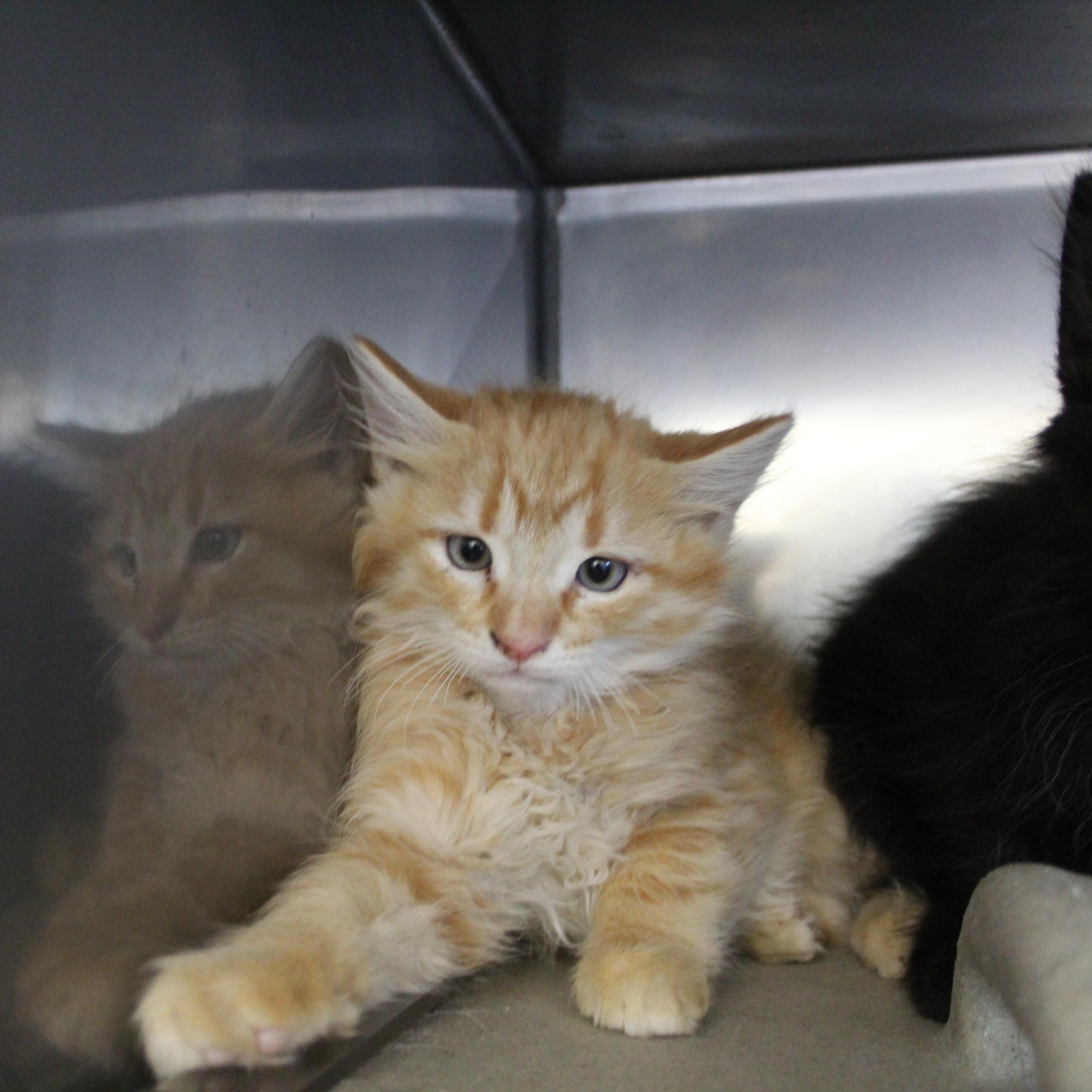 Blaze, adopted, Kitten Male Domestic Medium Hair.