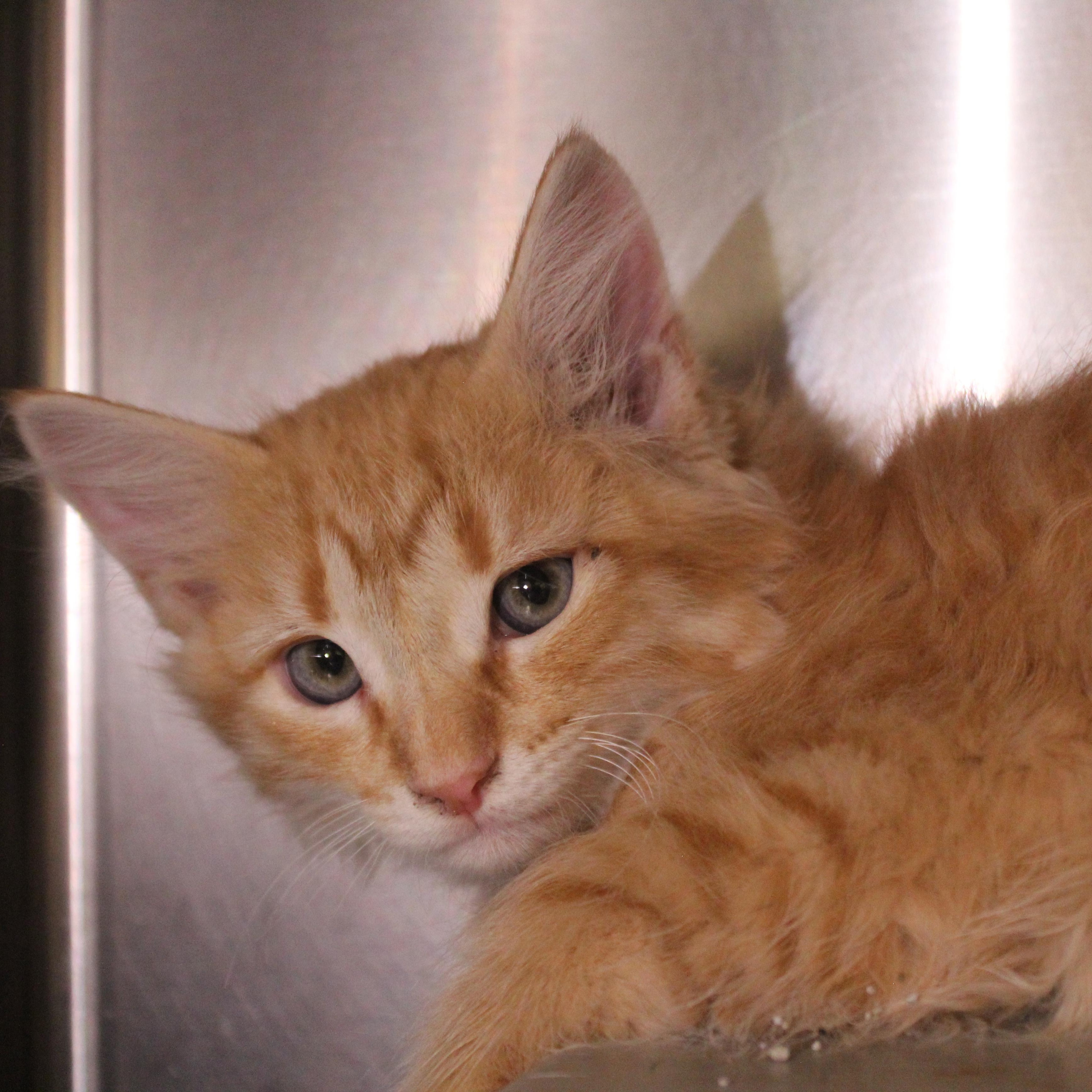 Enlarge Blaze, an adopted Domestic Medium Hair in Yucca Valley, CA image 4/5