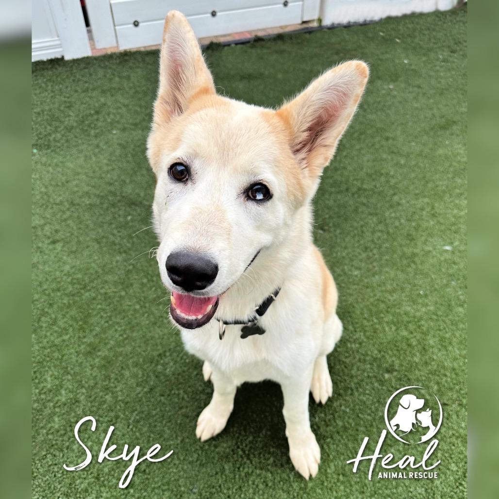 Skye, Adoptable, Adult Female Husky.