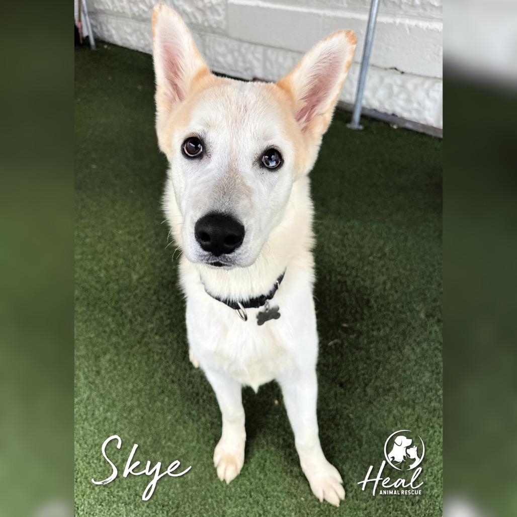 Enlarge Skye, a Adoptable Husky in Youngwood, PA image 2/2