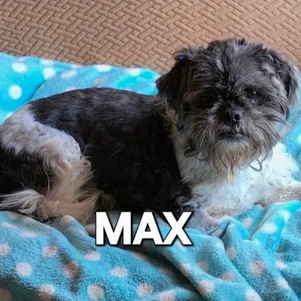 Max, Adoptable, Senior Male Shih Tzu.