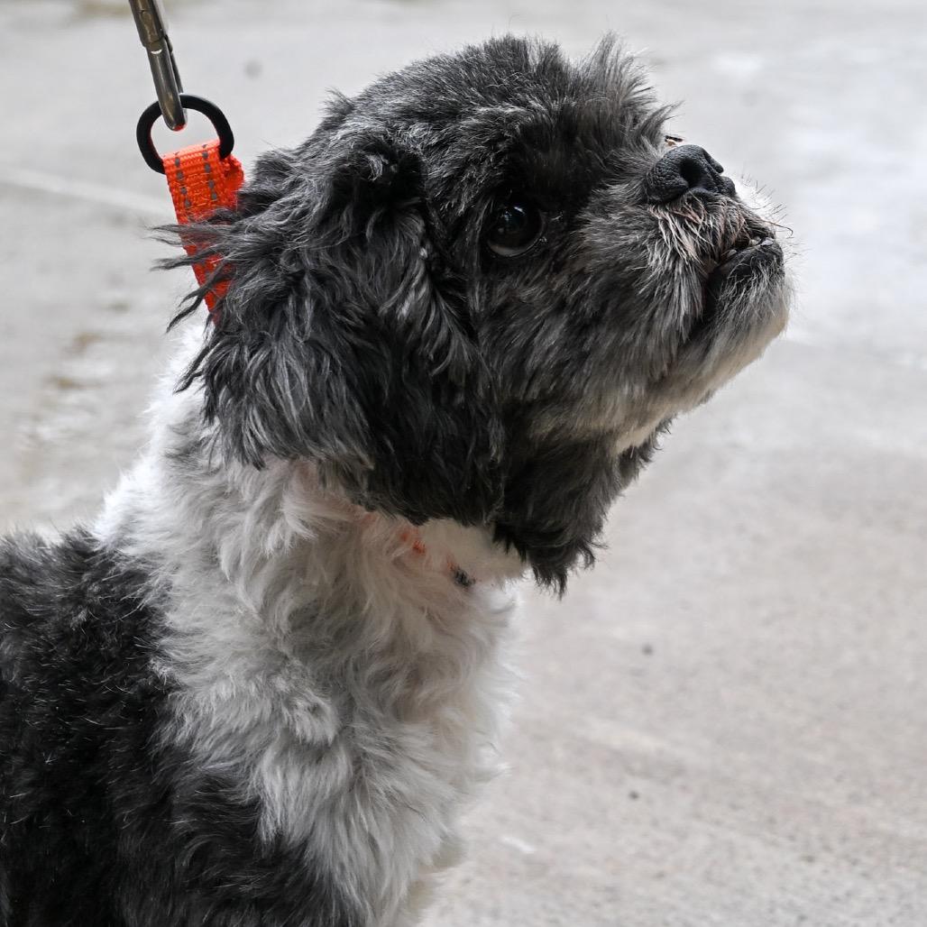 Max, a Adoptable Shih Tzu in Tunkhannock, PA image 2/2