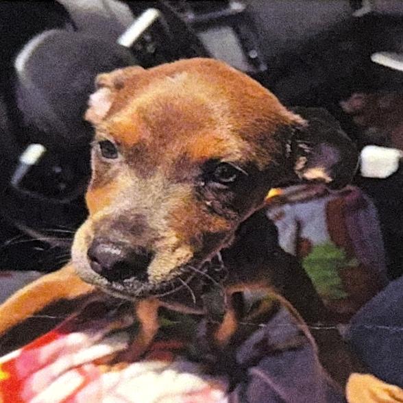 Higgins, Adoptable, Puppy Male Pit Bull Terrier & Mixed Breed.