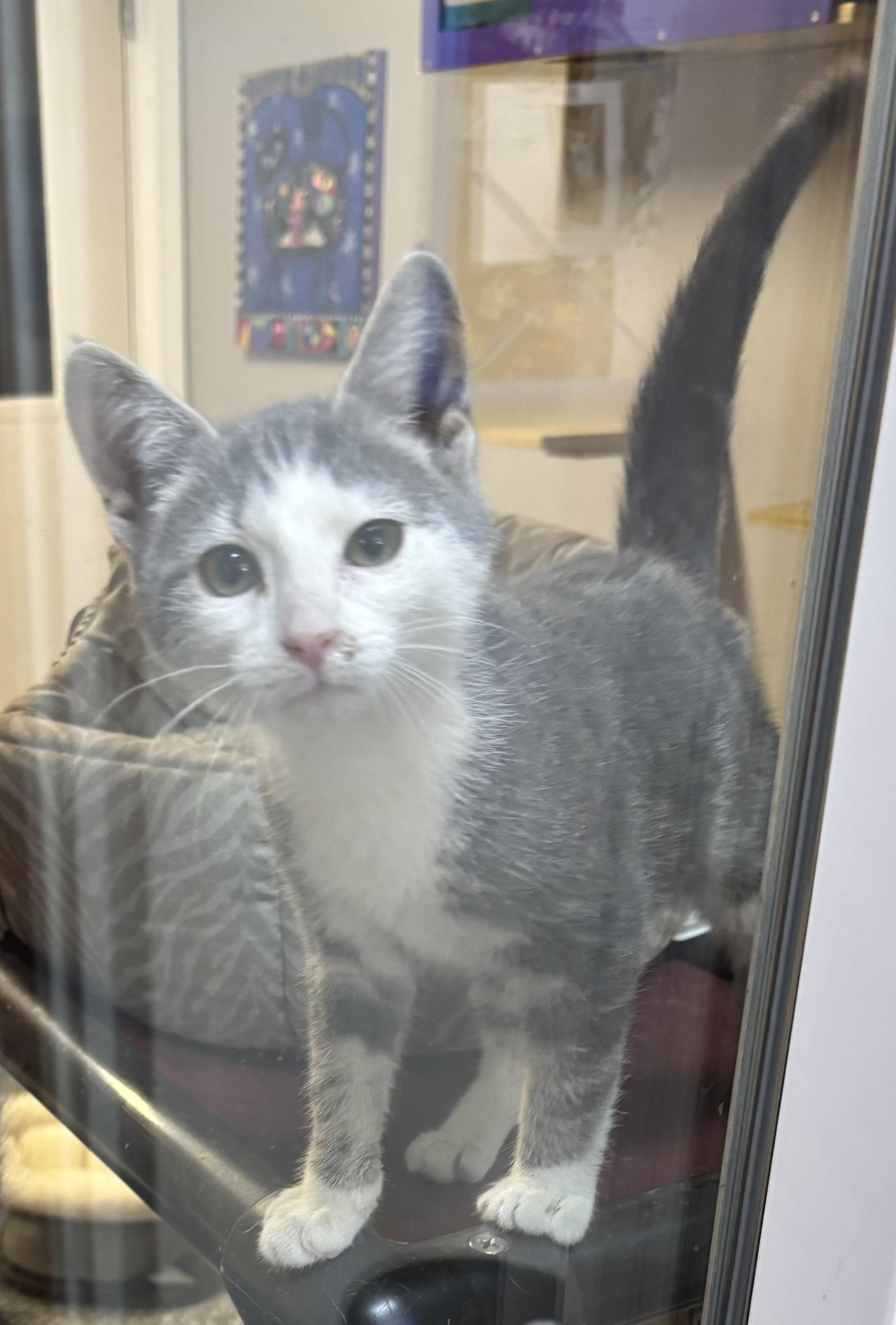 Enlarge Buttons, a ADOPTABLE Domestic Short Hair in White Cloud, MI image 1/1