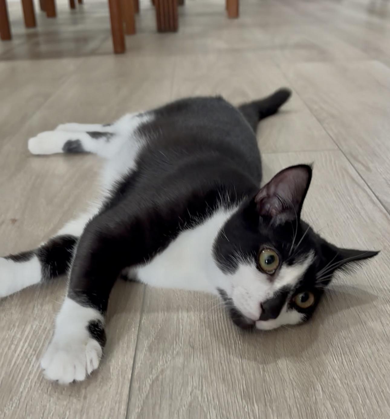 Ocean (Video) so playful ), Adoptable, Young Male Domestic Short Hair.